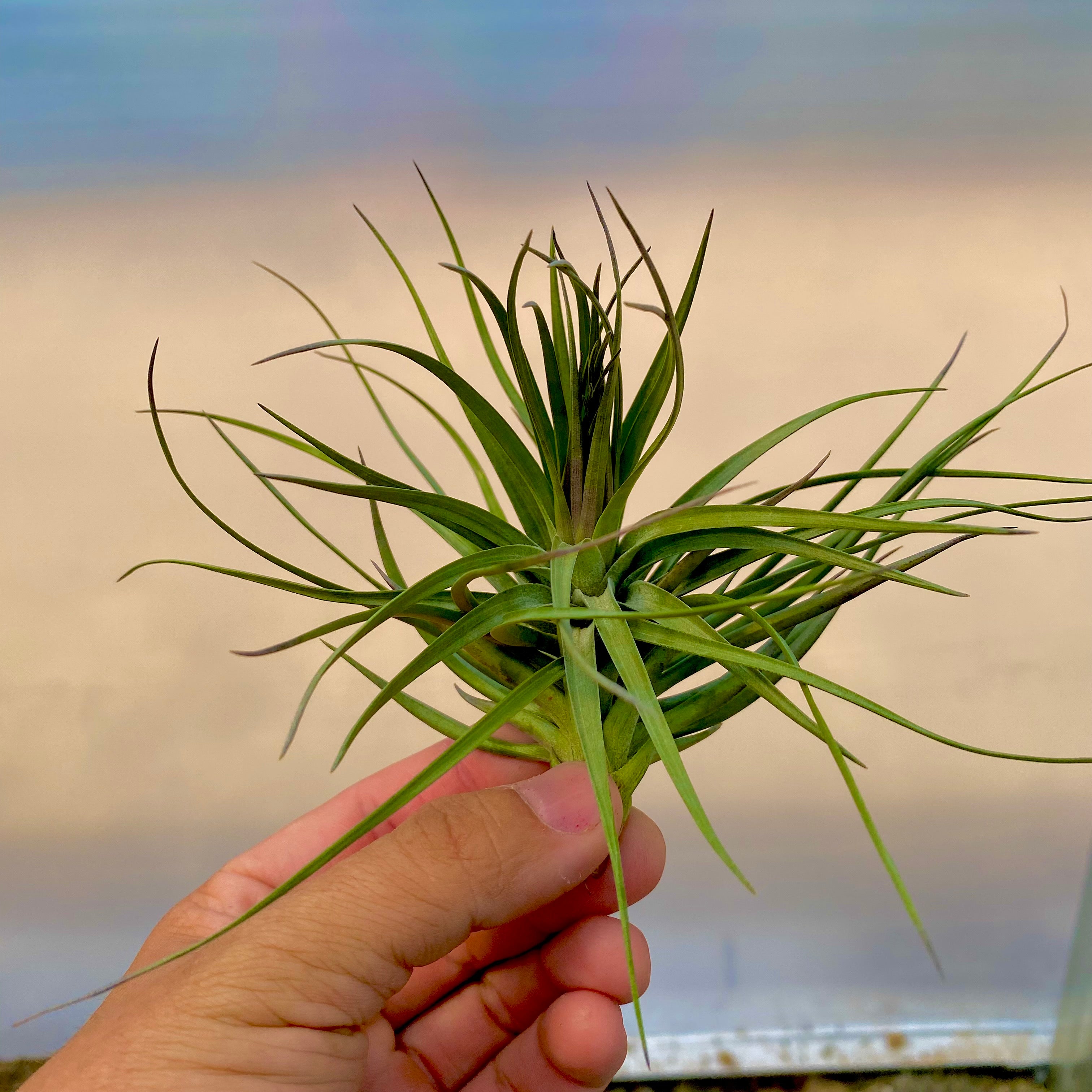 Tillandsia stricta iridescent wedding gift plant bouquet air plant