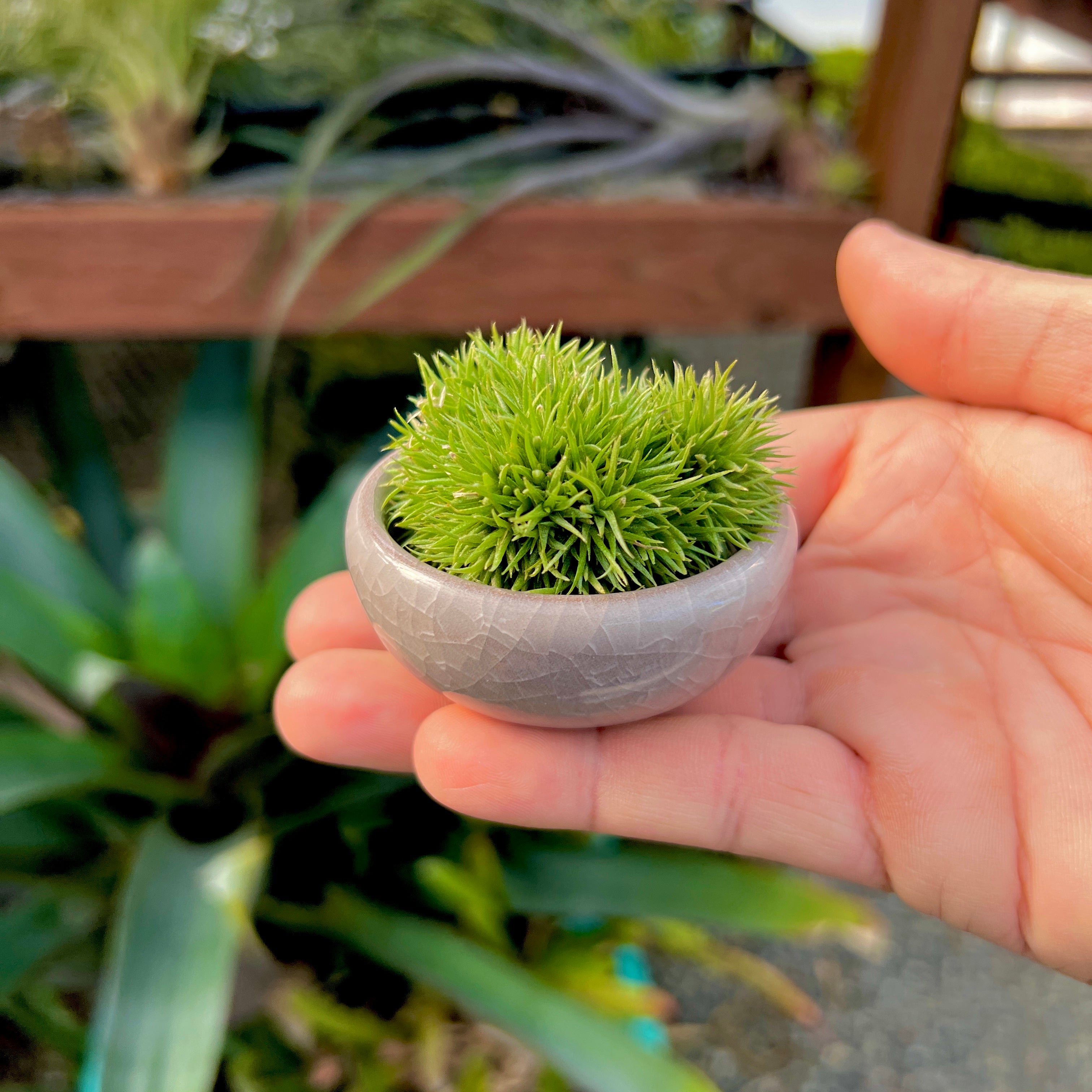 Ice Glazed Ceramic Mini Air Plant Holder