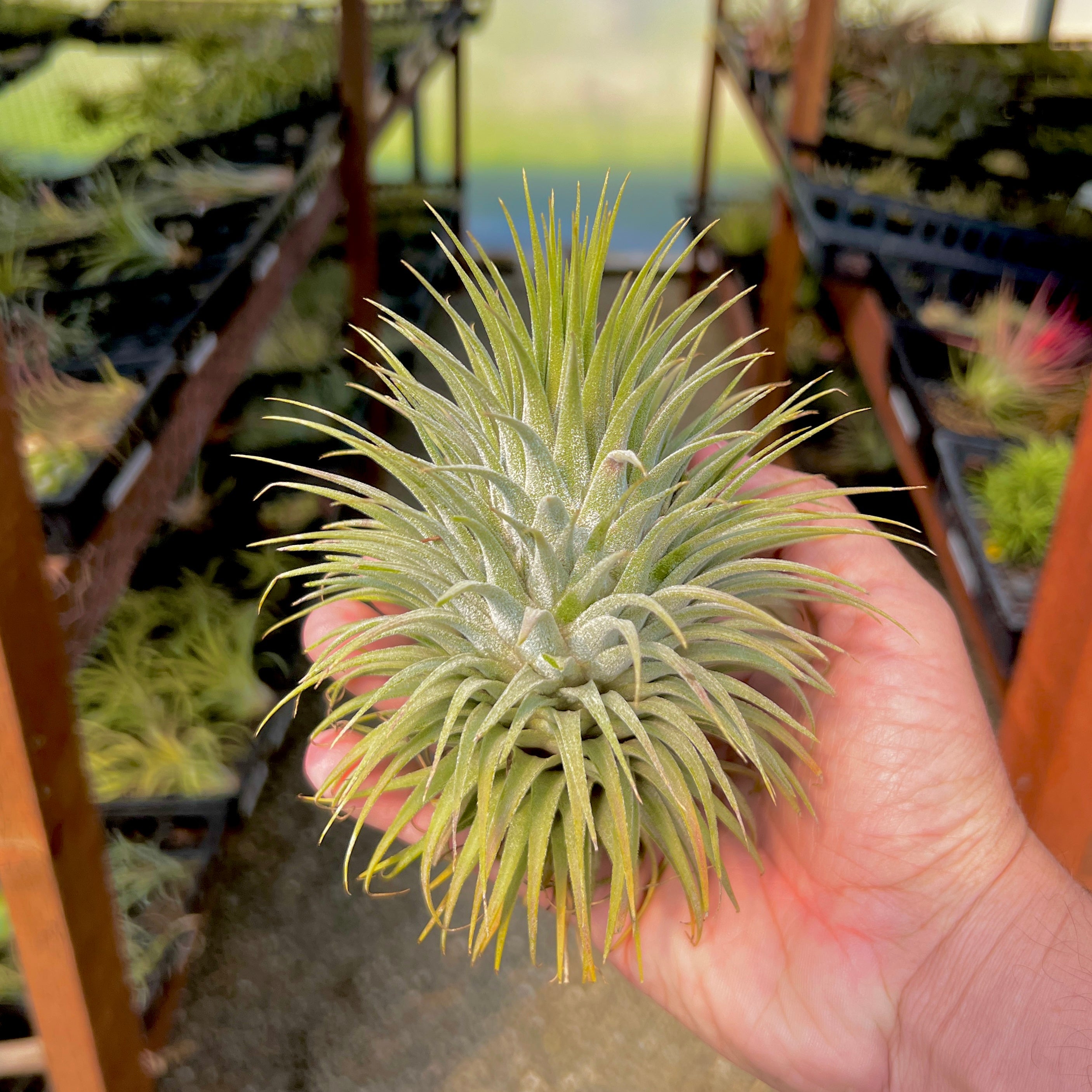 snowball air plant Ionantha Snowball (SALE!) Medium
