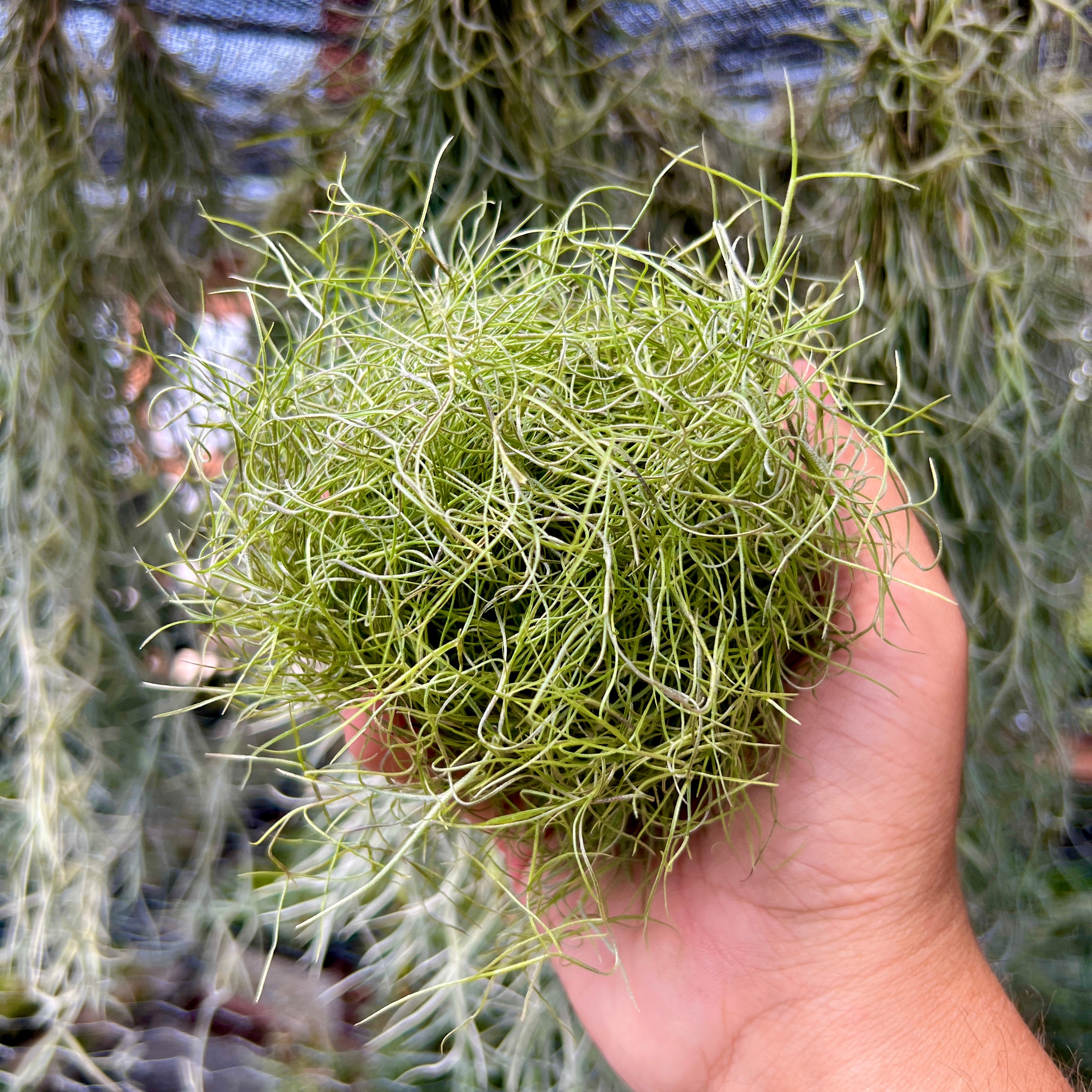 air plants in spanish Usneoides (Spanish Moss) Fine Green