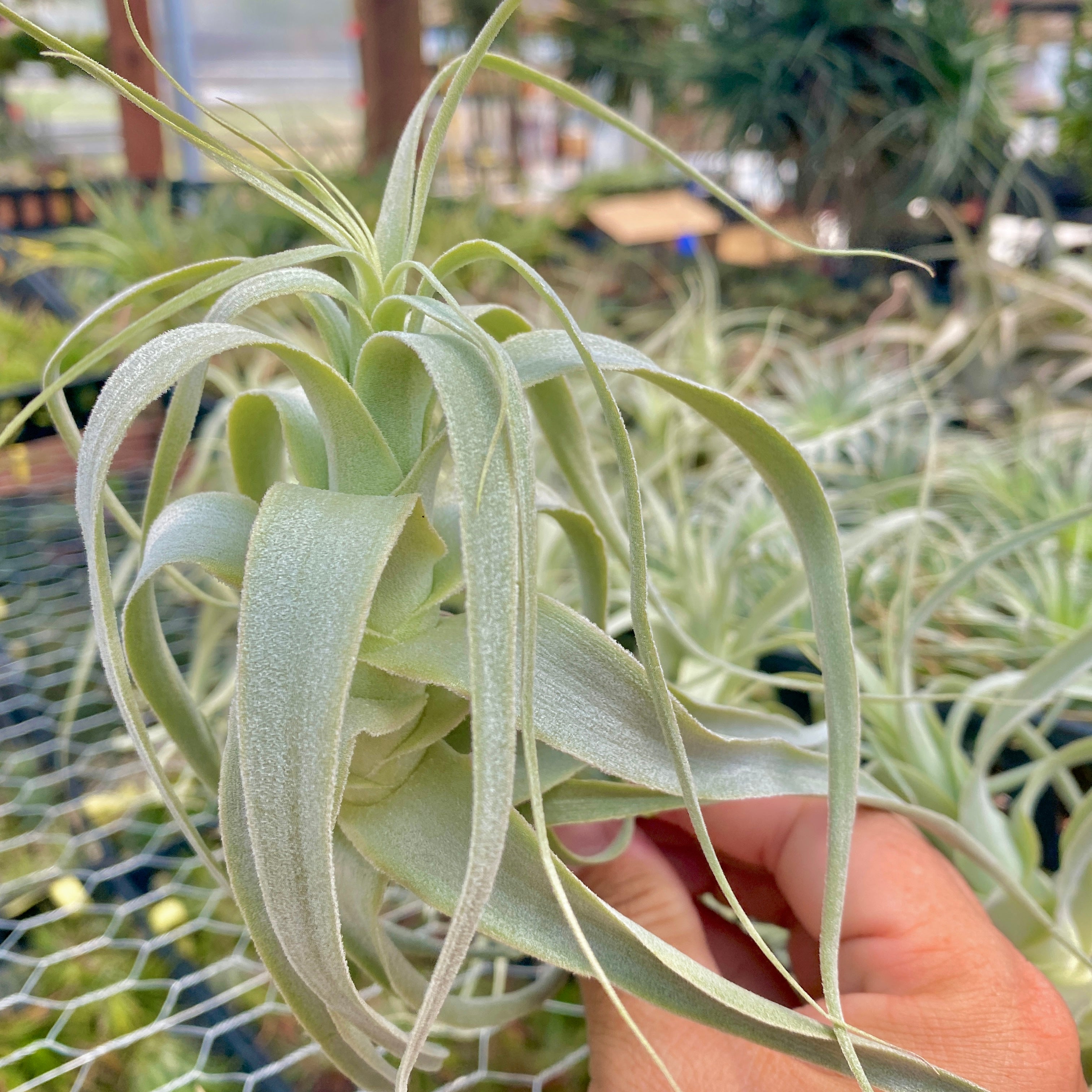 White Wedding Air Plant Tillandsia Floral Bouquet