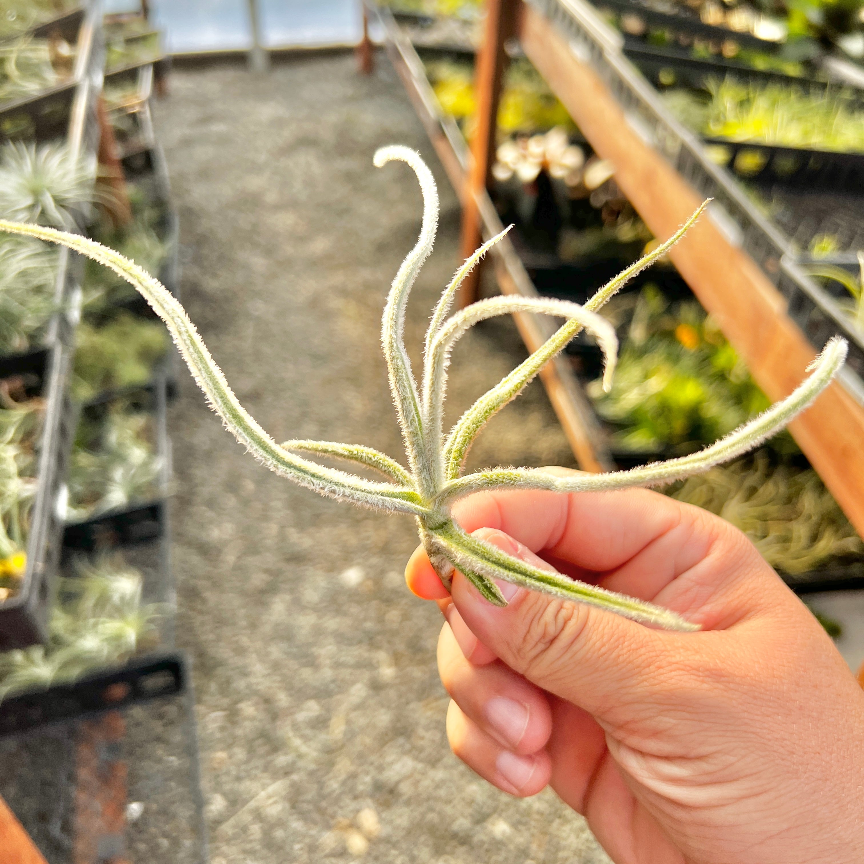 Graomogolensis Tillandsia Trichome Dense Air Plant Xeric Dry Conditions