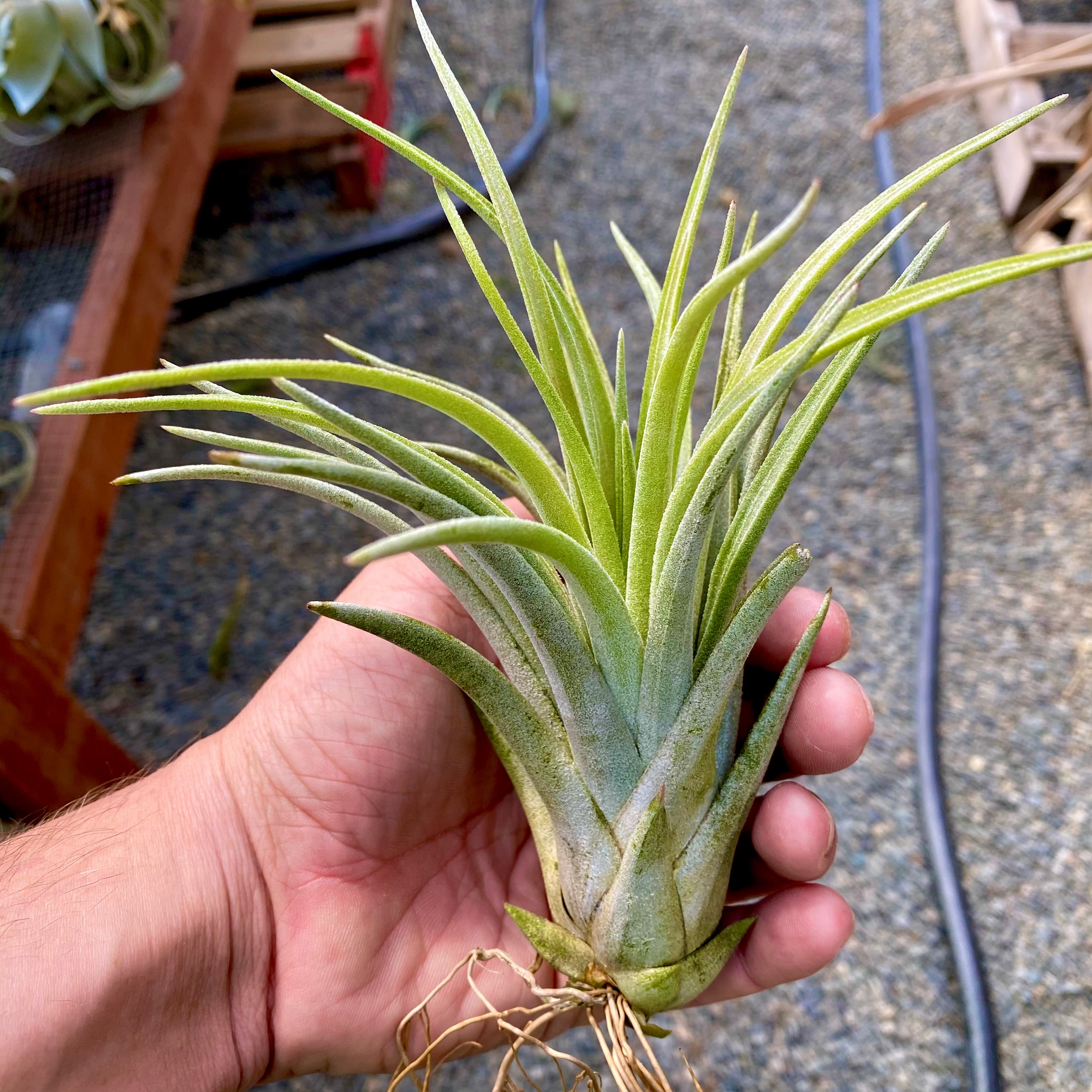 Ionantha x Exserta <br> (Small Offsets Available)
