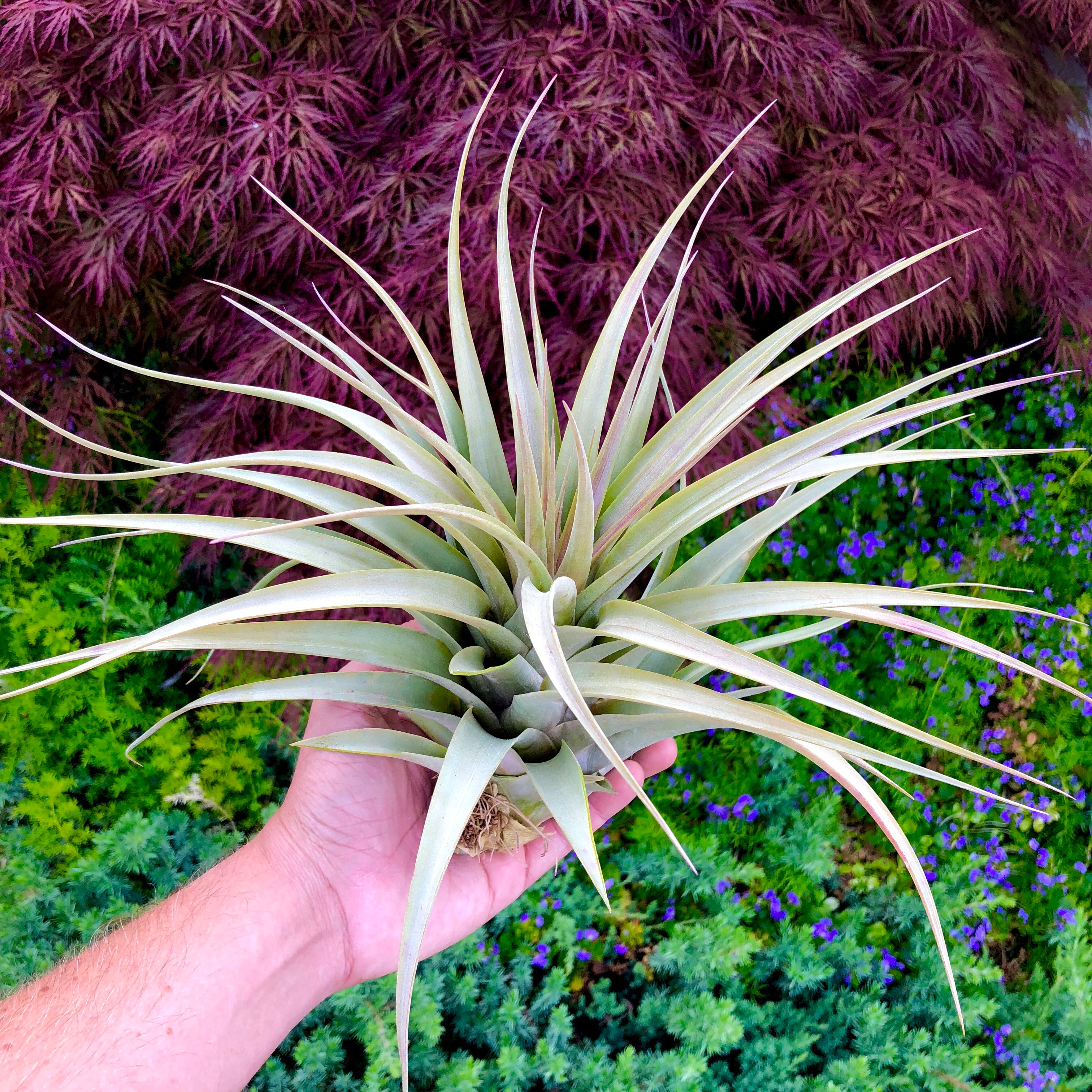 T. Bronze Crown Air Plant Tillandsa Large Size For Sale