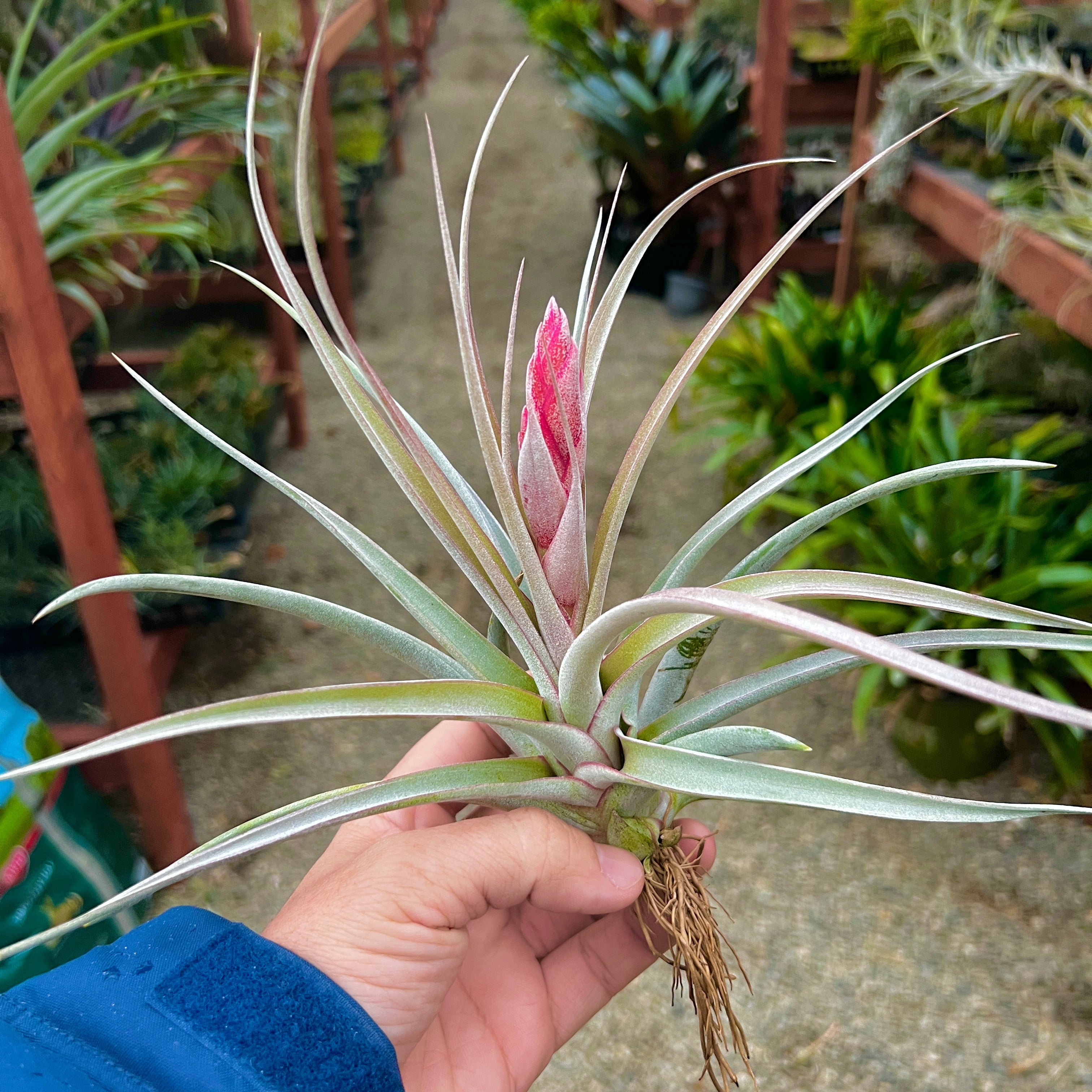 tillandsia majestic rare air plant large xl living wall idea