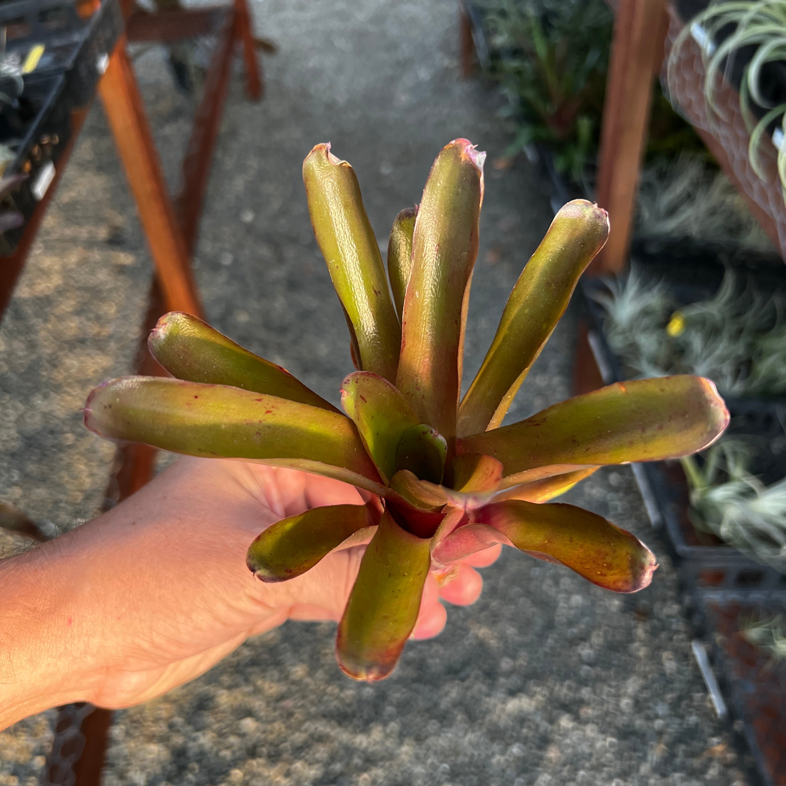 Neoregelia Small Fireball Air Plant Greenhouse Held In Hand