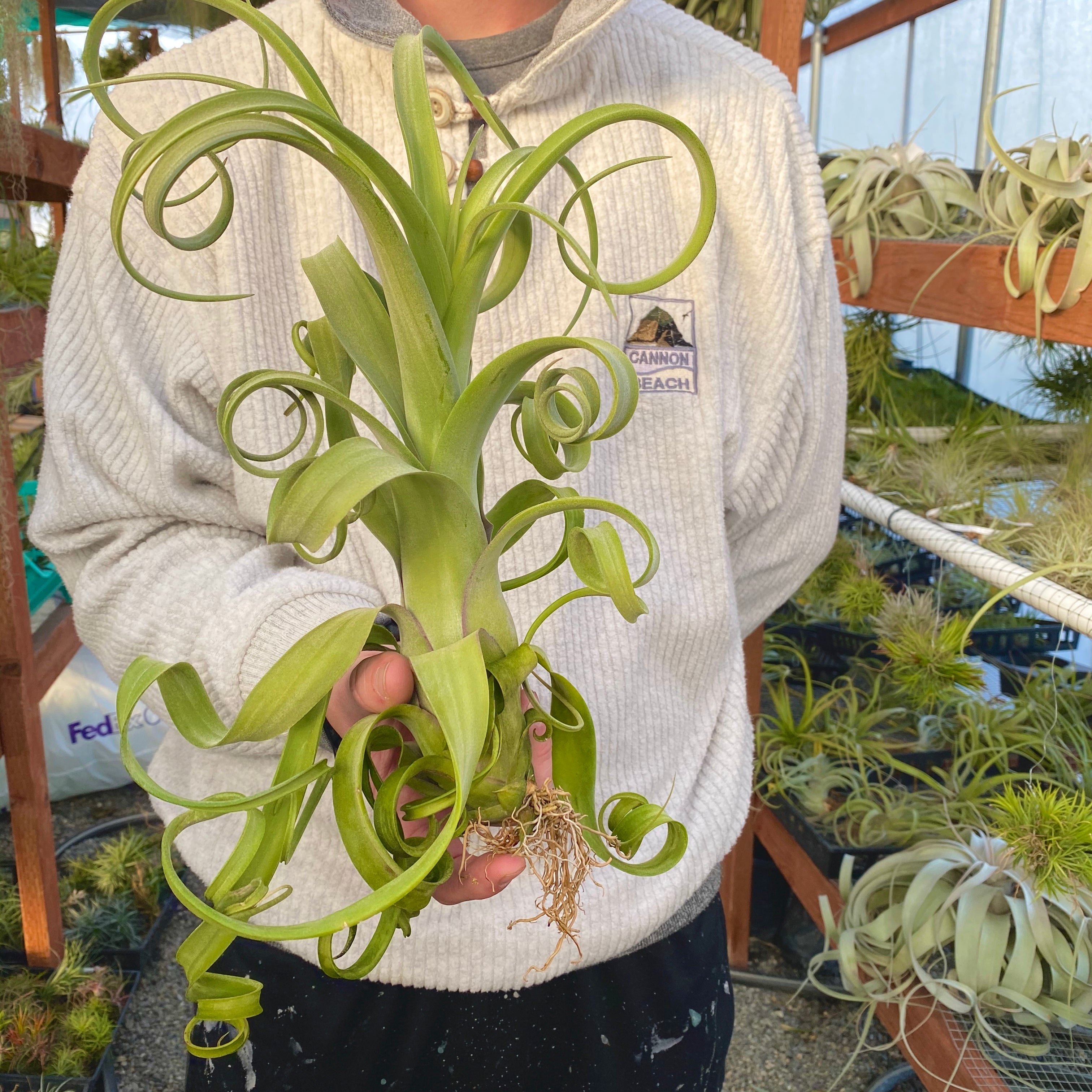 Curly Slim (Intermedia x Streptophylla)