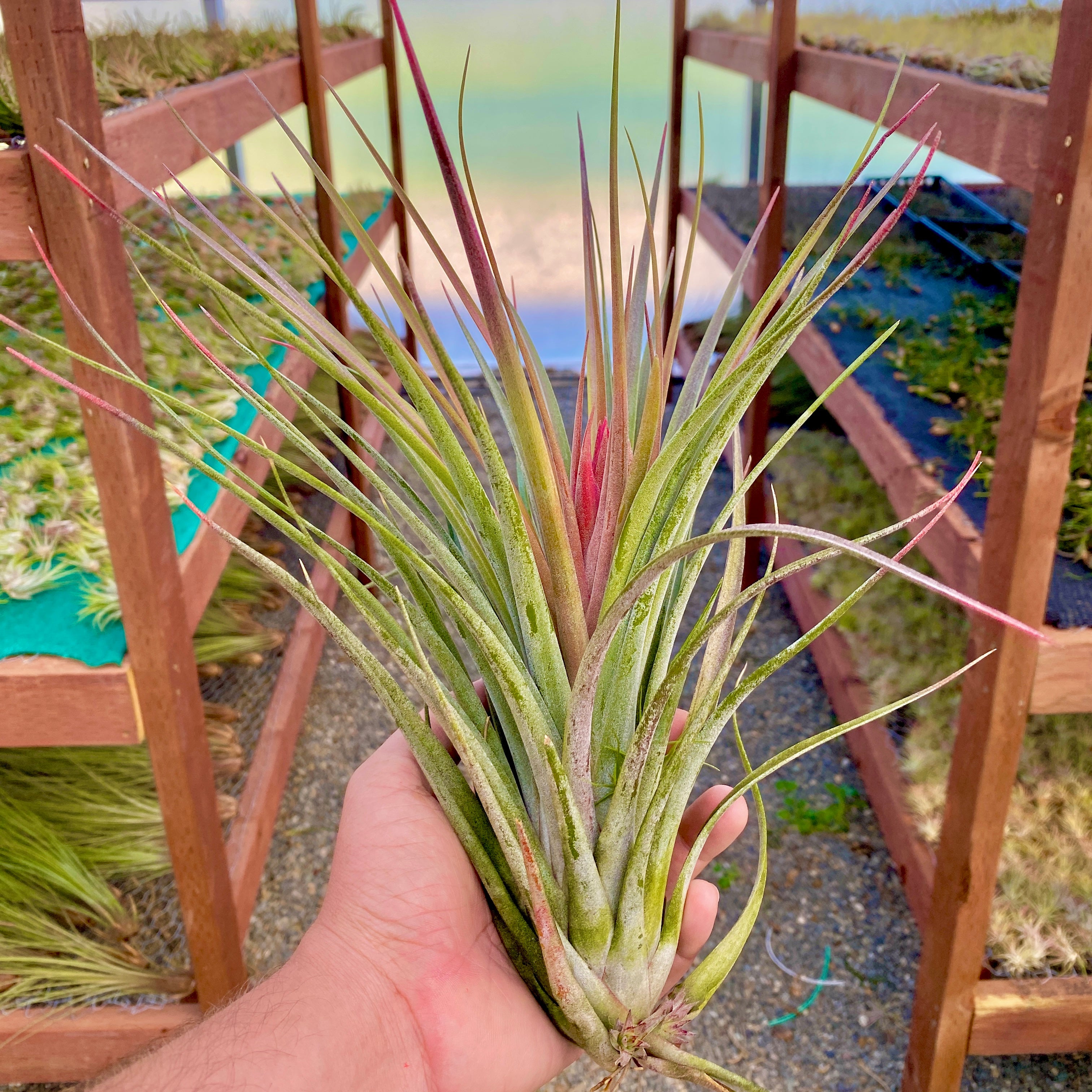 Tillandsia Nidus Air Plant Rare Large XL Houseplant