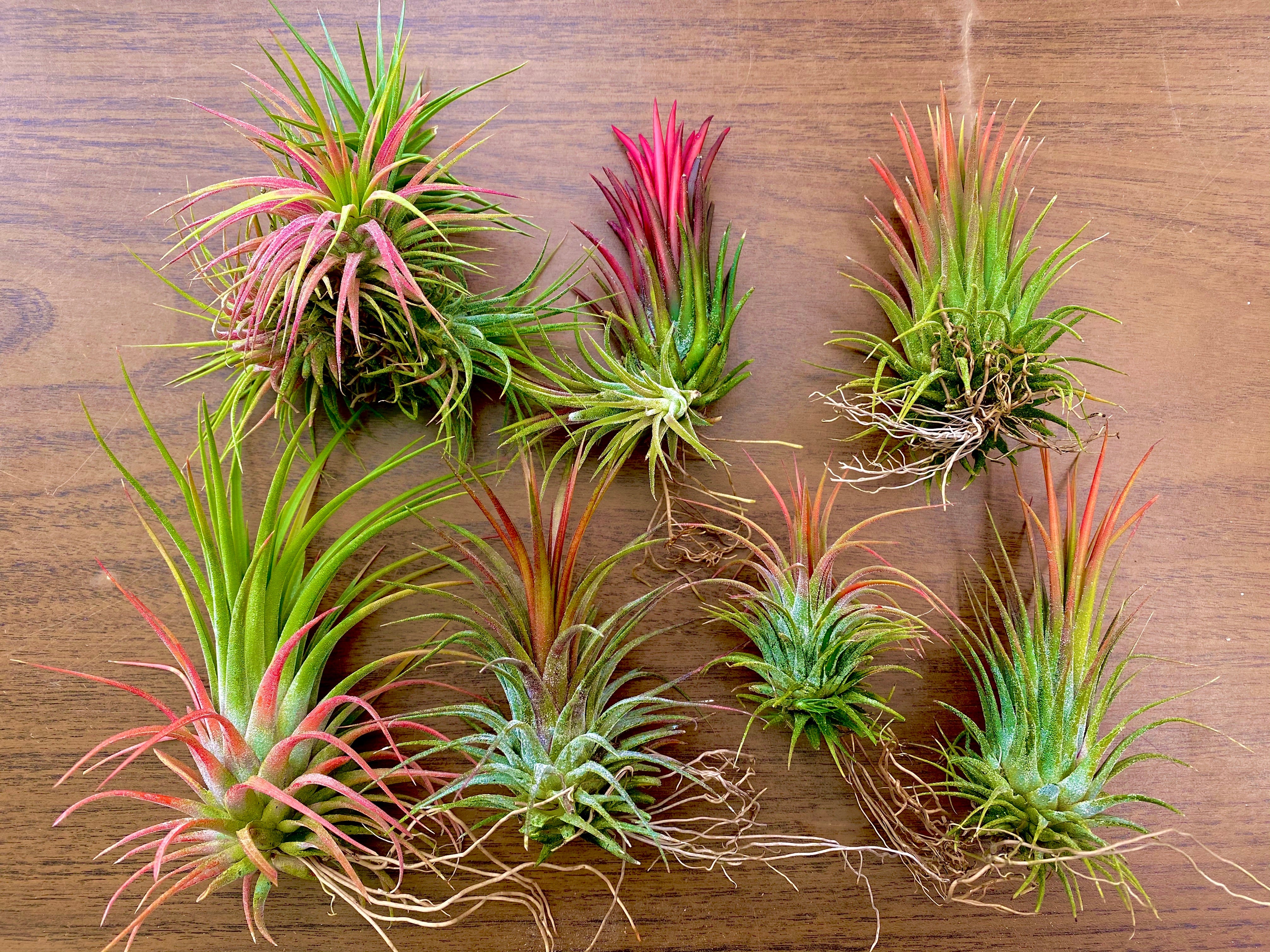 Unique ionantha variety pack <br> you will receive the set pictured