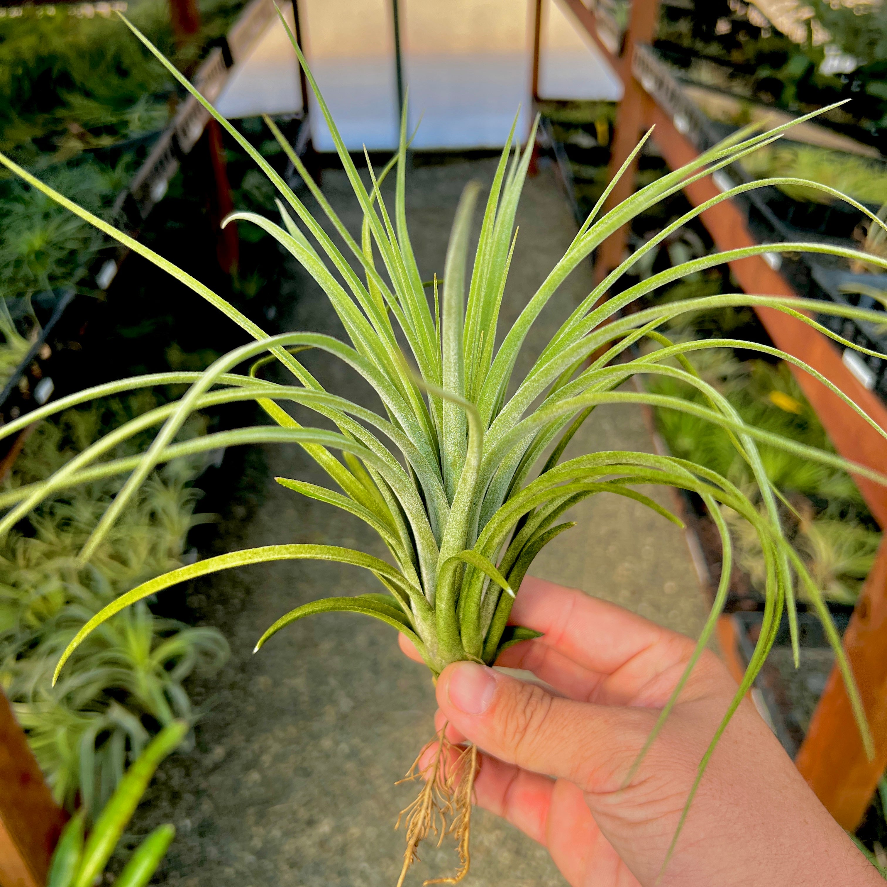 Exserta x Velutina <br> (Can Grow Over 2ft!)