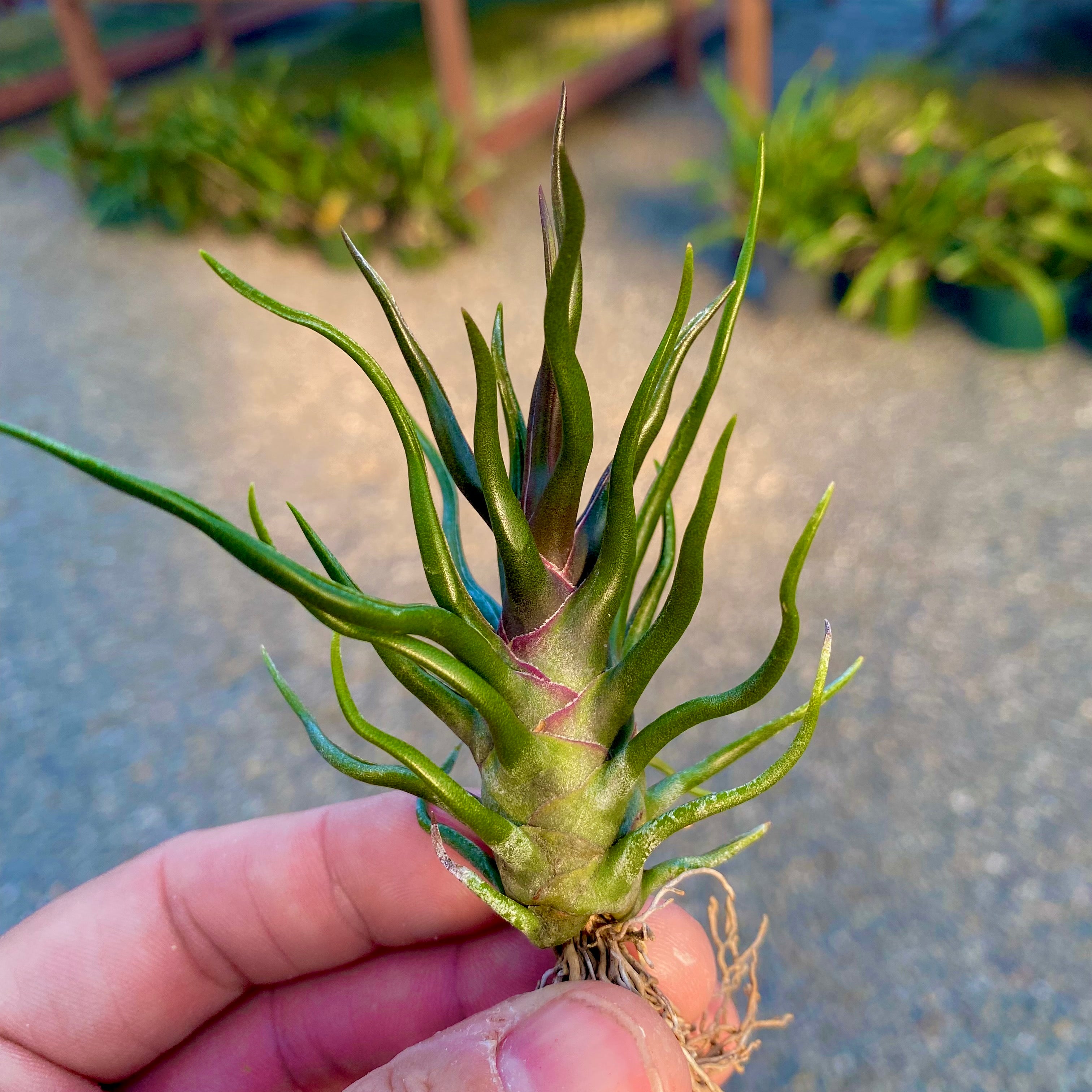 Bulbosa Tiny Dancer *SALE!*