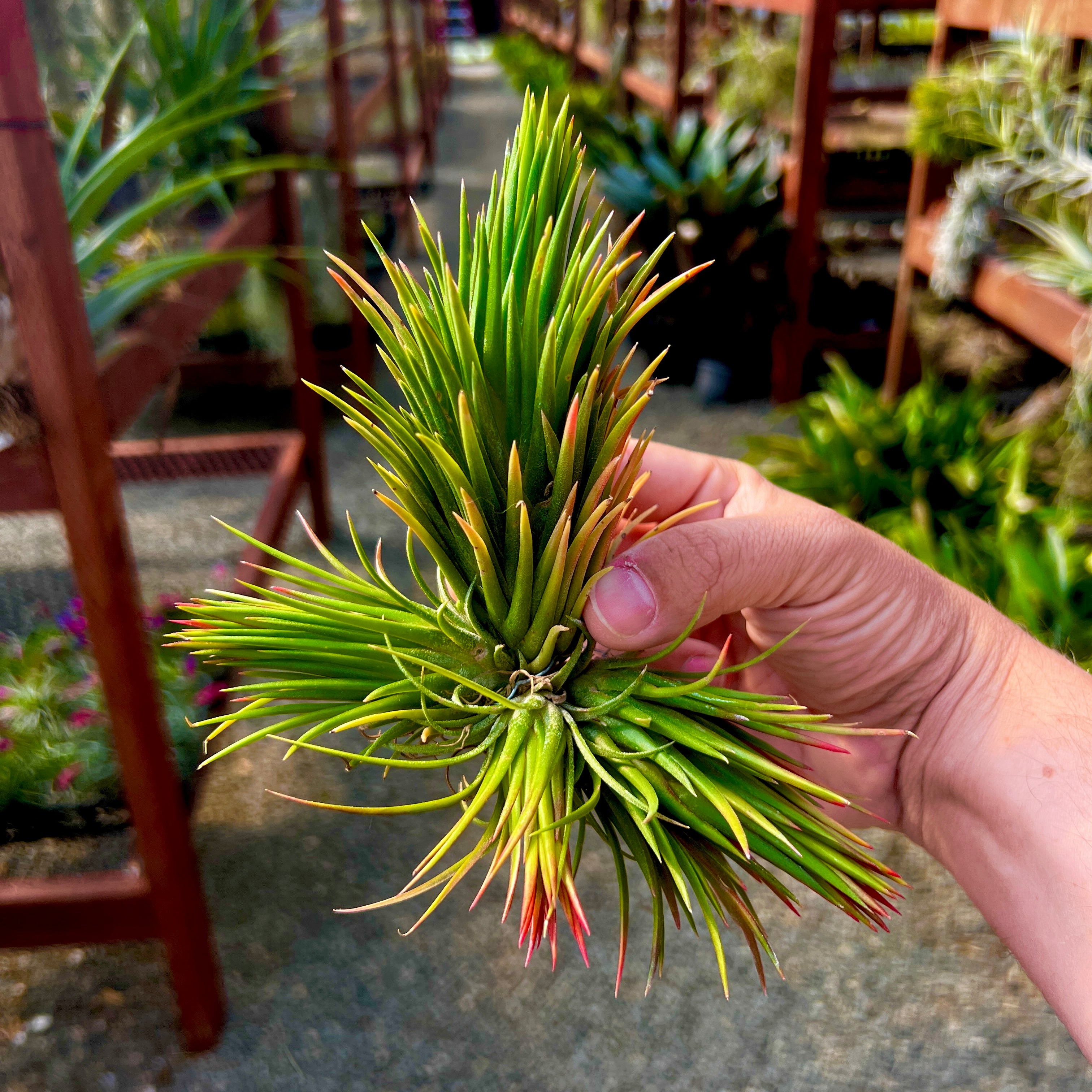 ionantha fuego totem pole