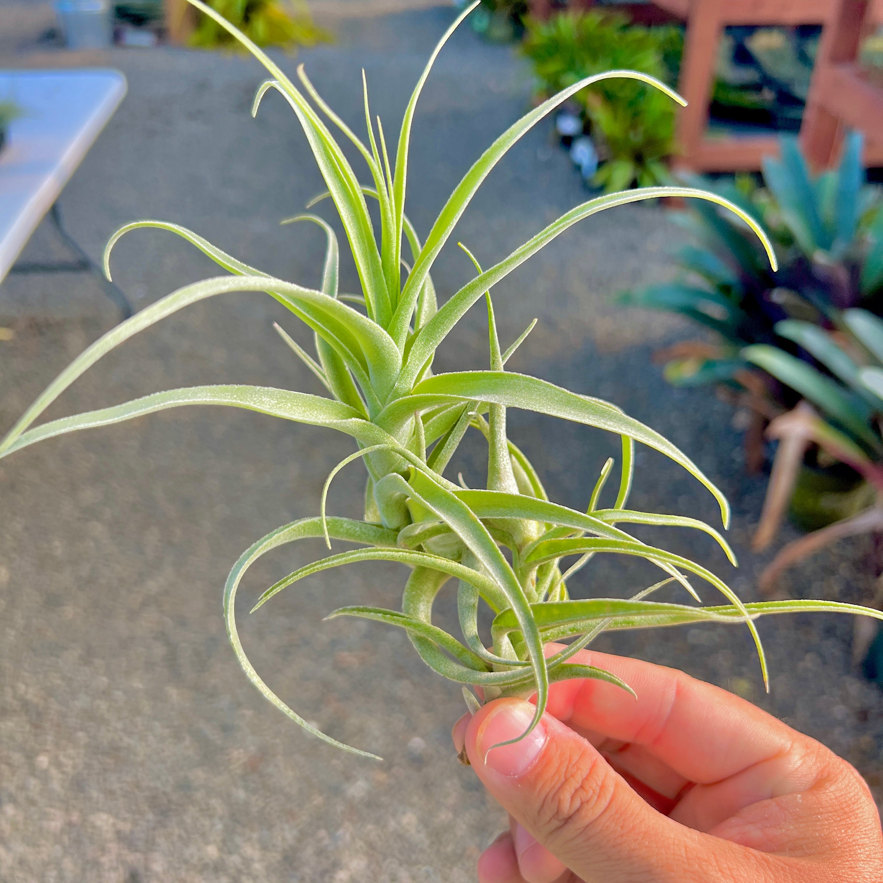 Straminea Tillandsia Stem Form Air Plant Beginner Plant