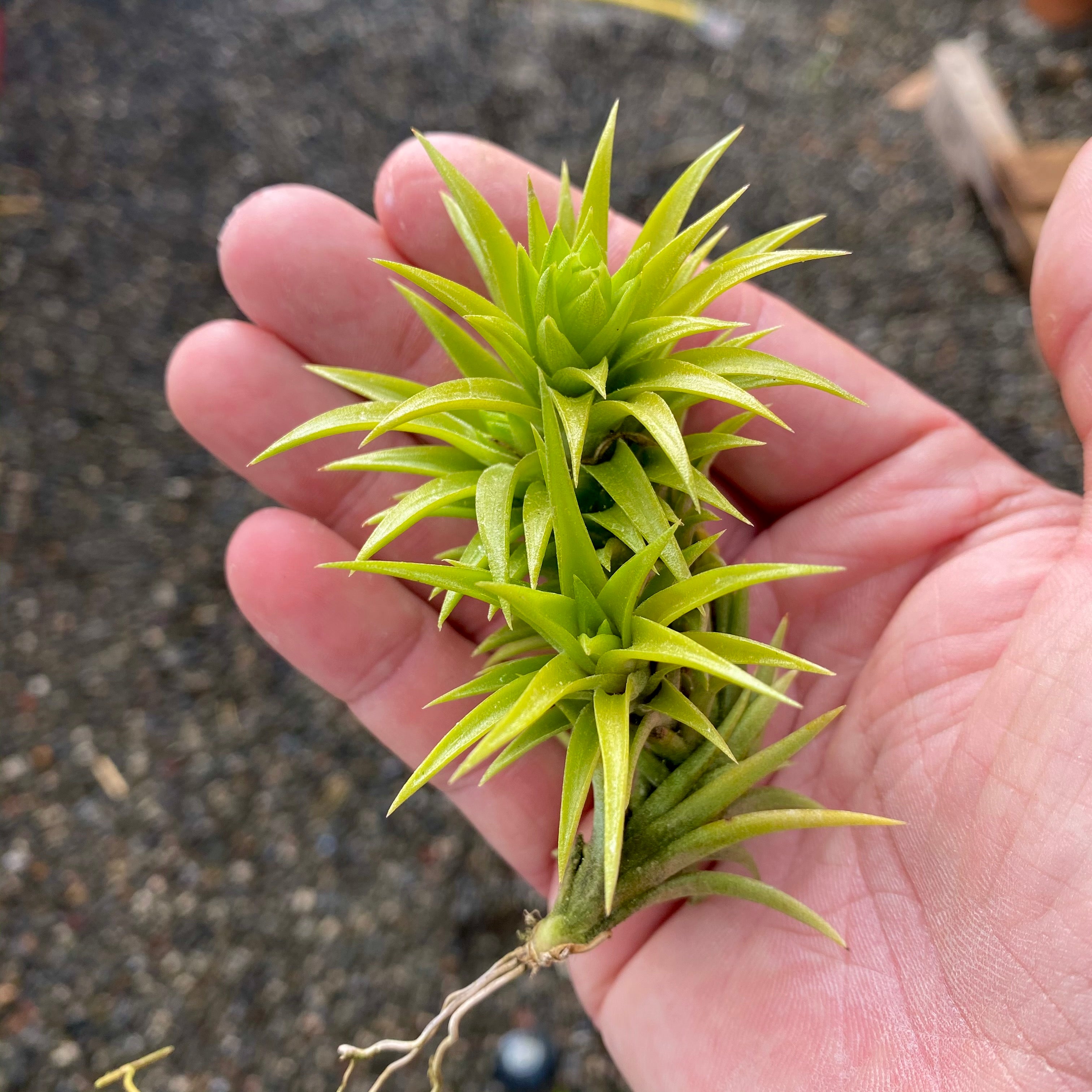 Tillandsia Neglecta Air Plant Small Cute Terrarium Plant