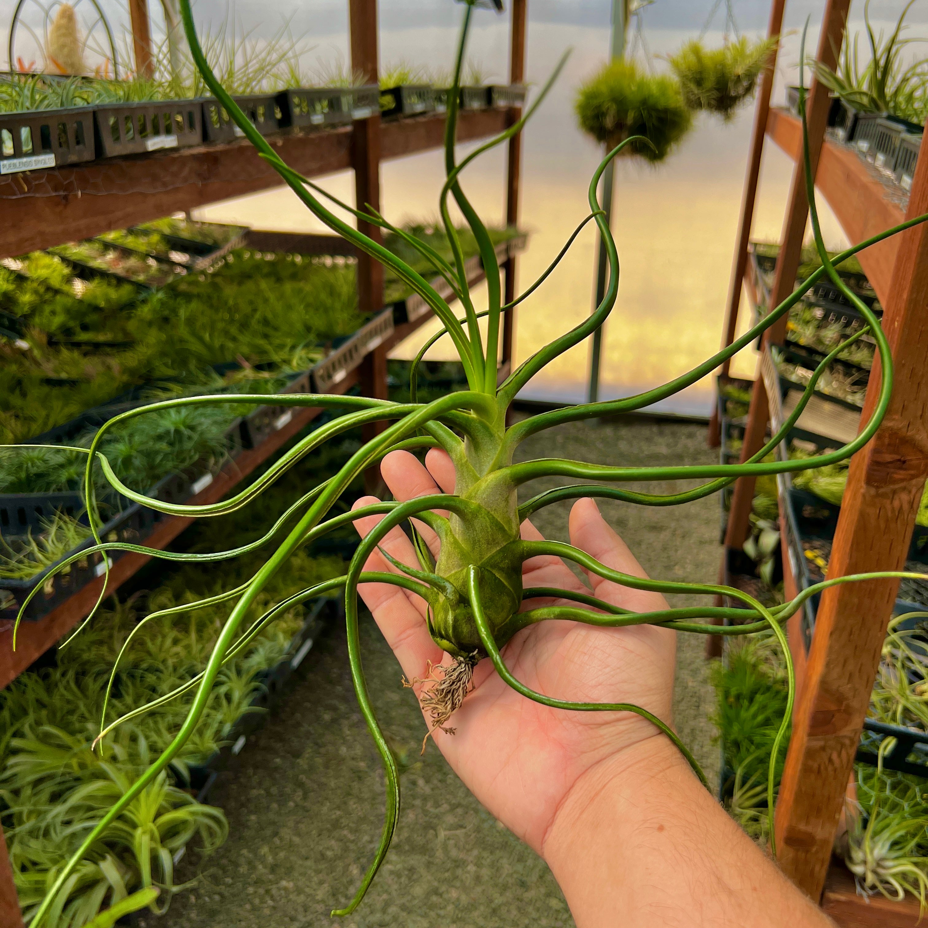 Tillandsia Bulbosa Giant Belize Form Air Plant