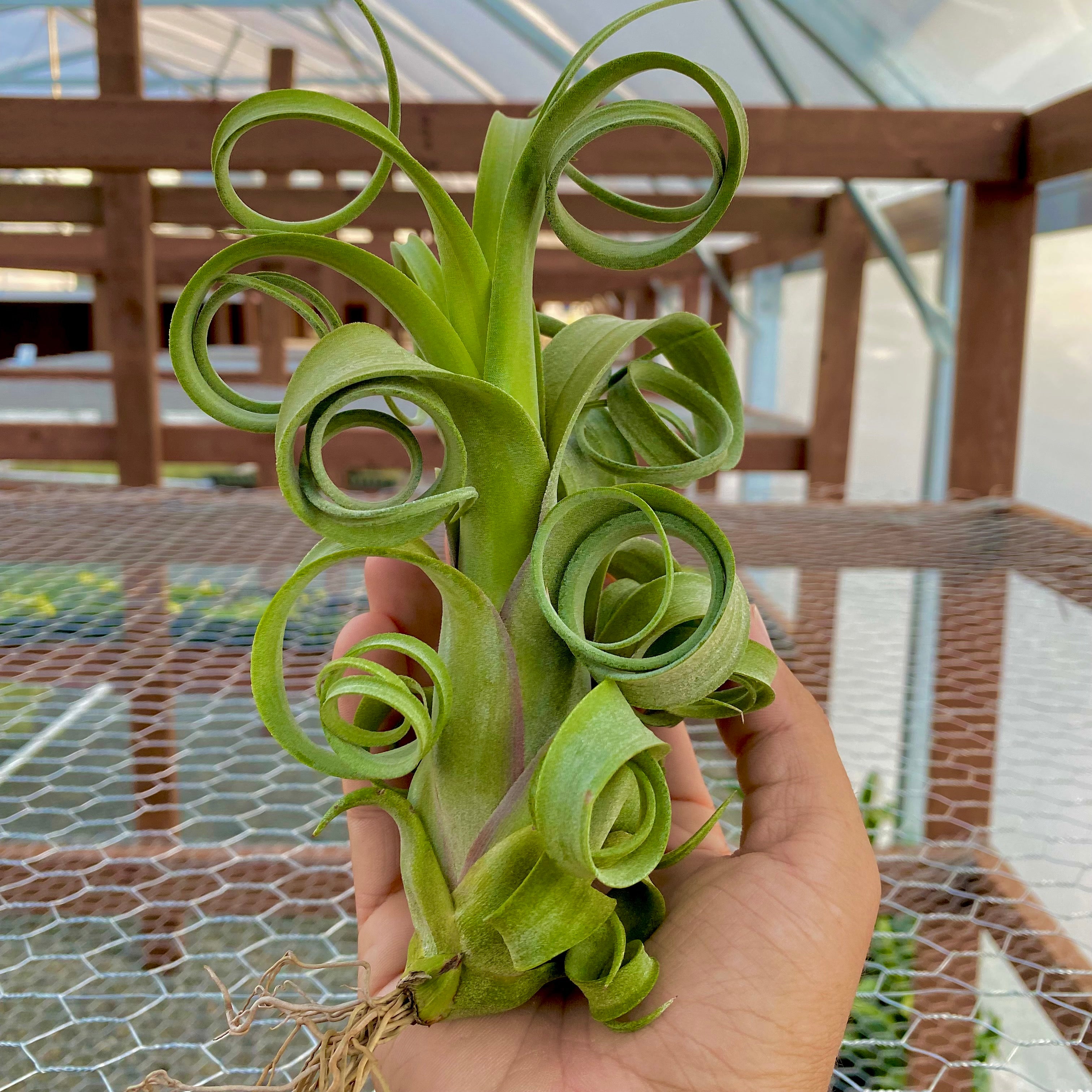 Curly Slim (Intermedia x Streptophylla)