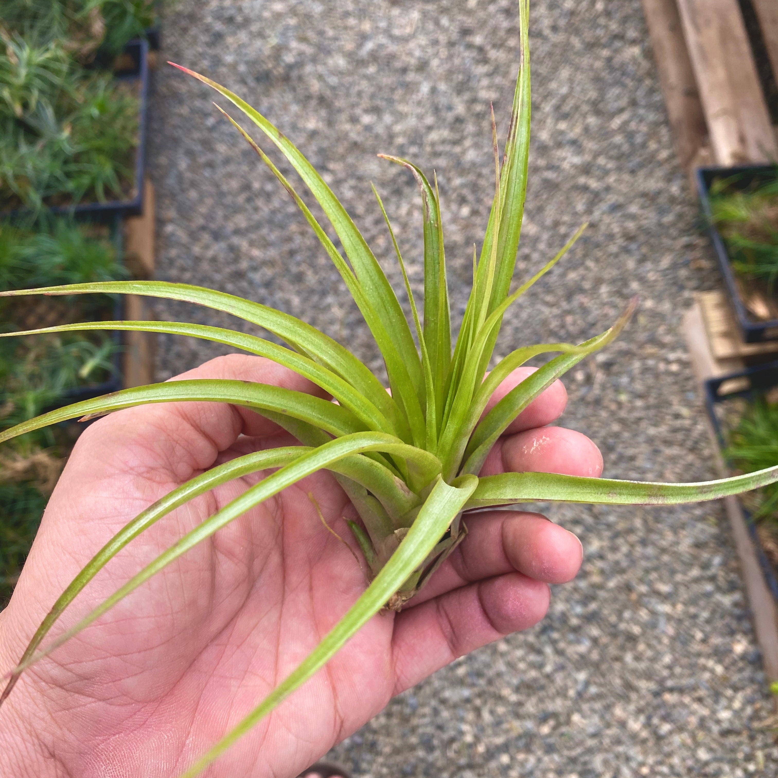 Tillandsia Brachycaulos Air Plant Decoration Held In Hand 