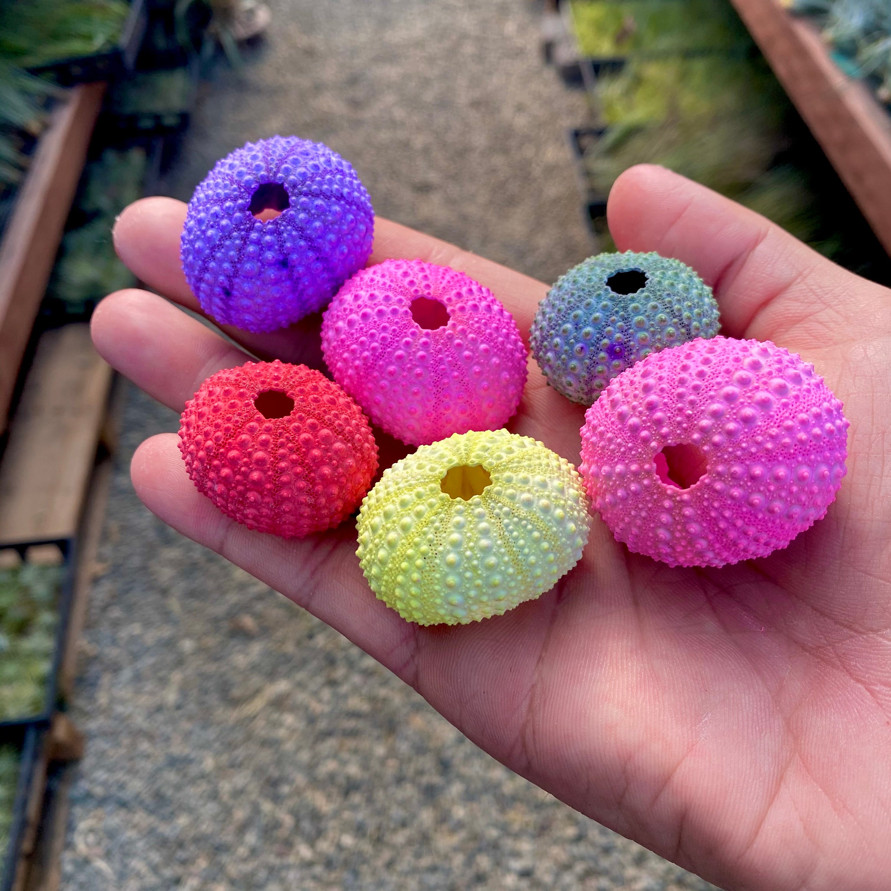 Party Colors Sea Urchin Shells <br> 5 Colors Available