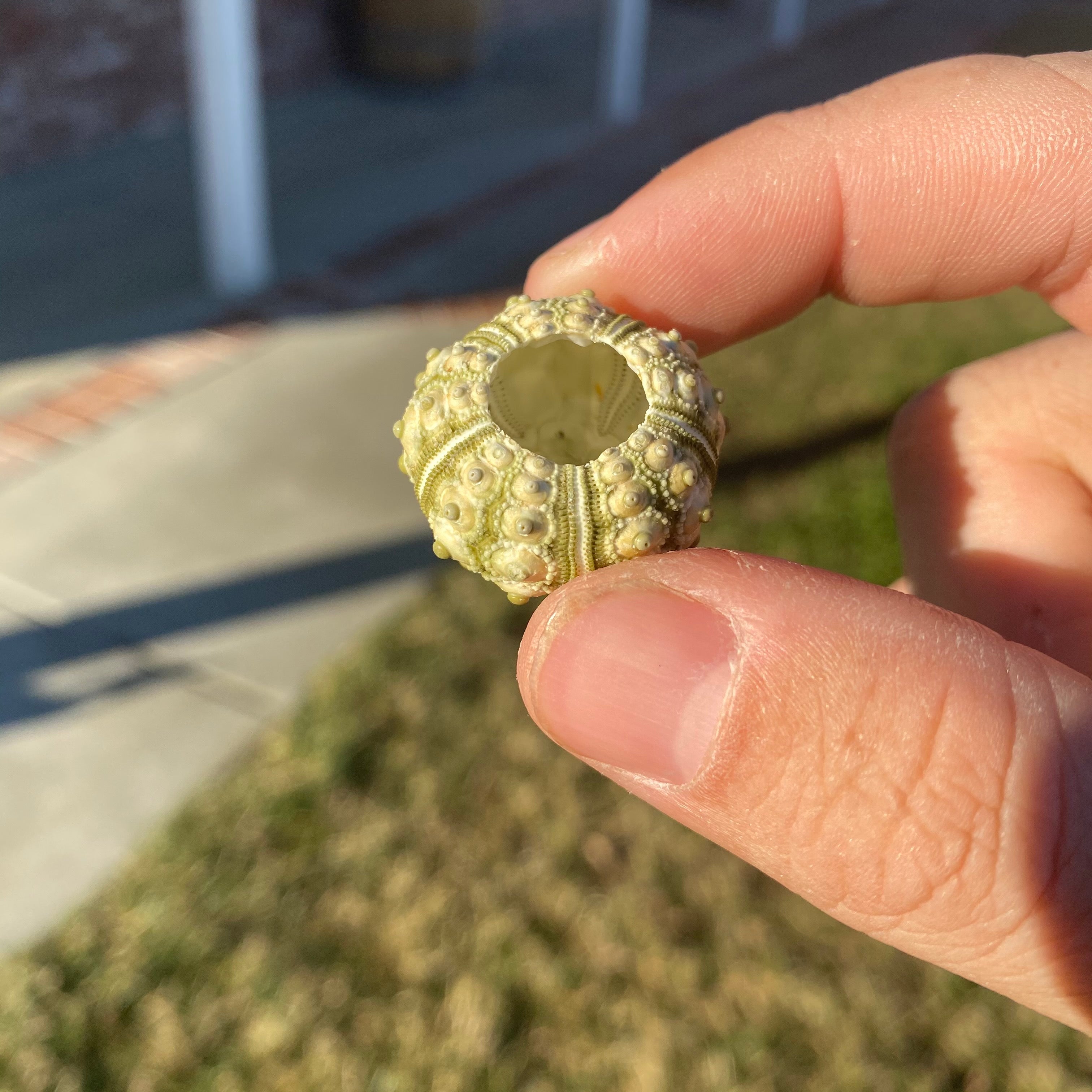 Green Sputnik Sea Urchin Shell Tiny Miniature Display