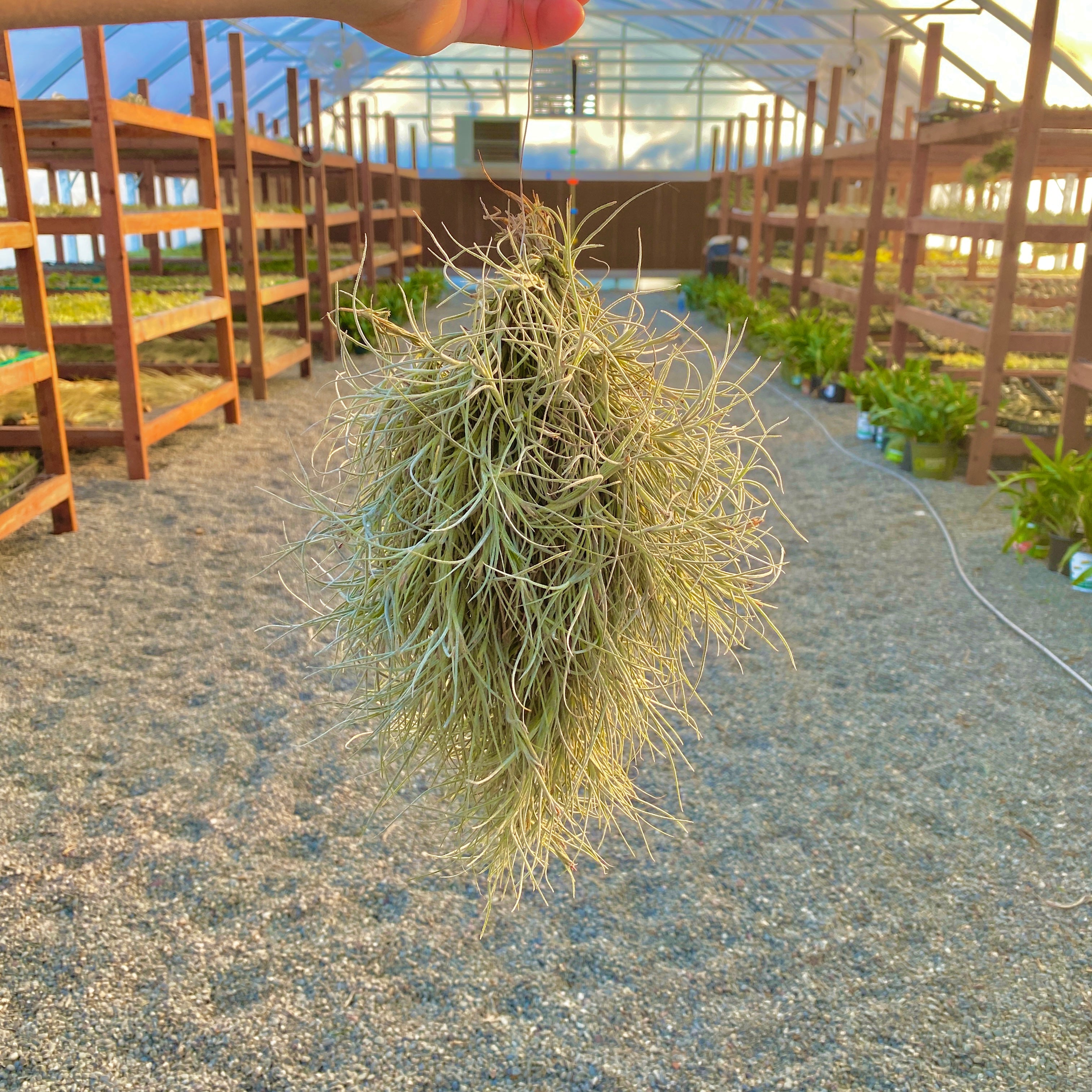 Kimberly (Recurvata X Usneoides) Clump