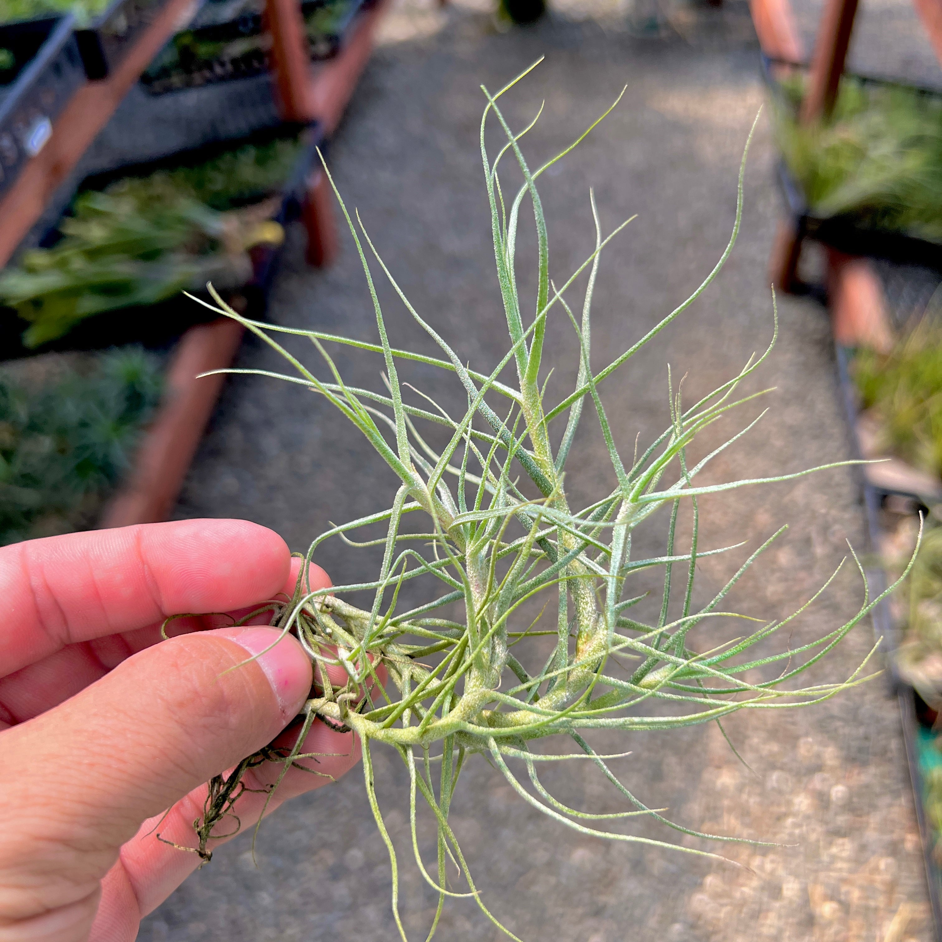 Caerulea Air Plant Thin Tillandsia In Hand Terrarium Plant For Sale