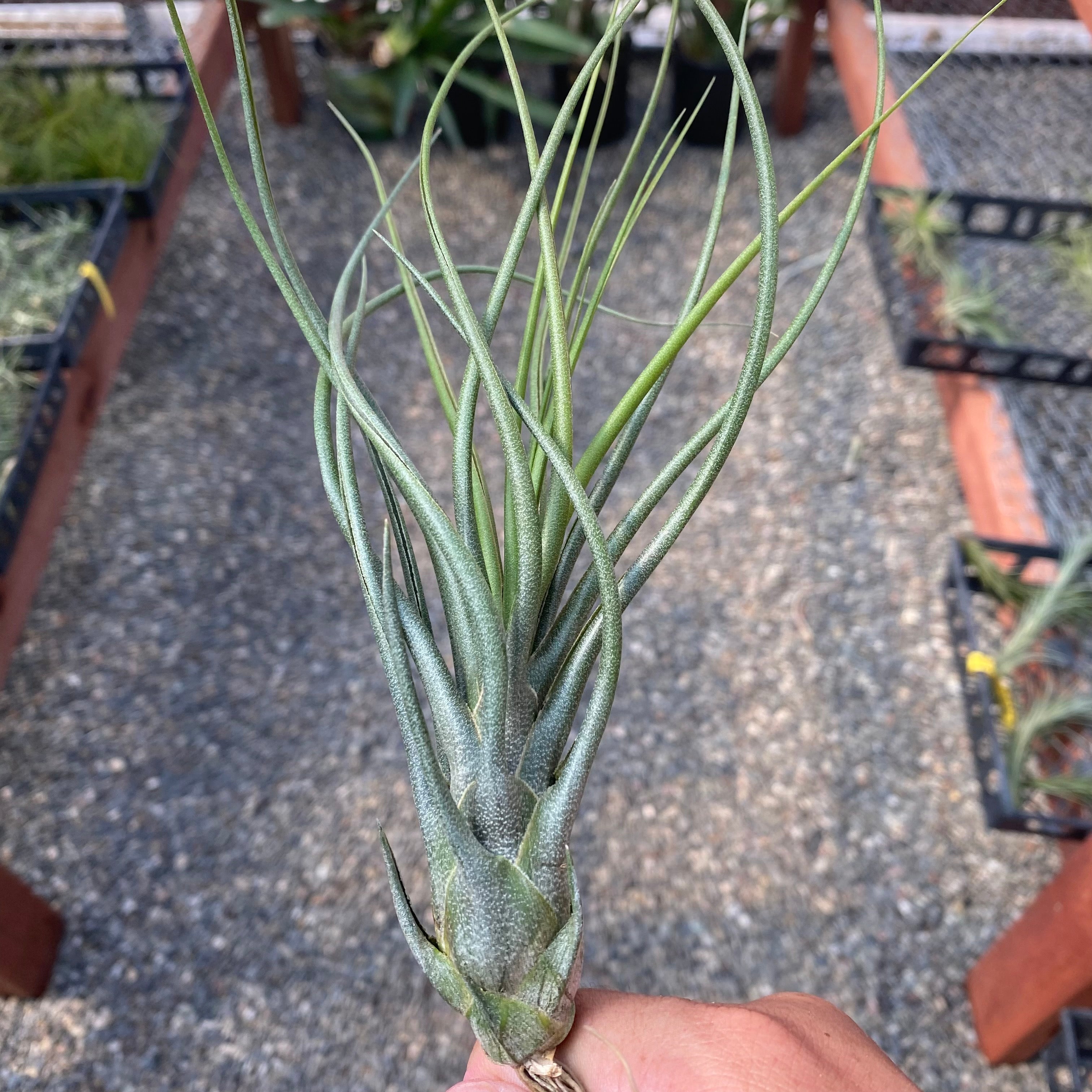 Tillandsia Butzii x Pruinosa Air Plant Rare Hybrid