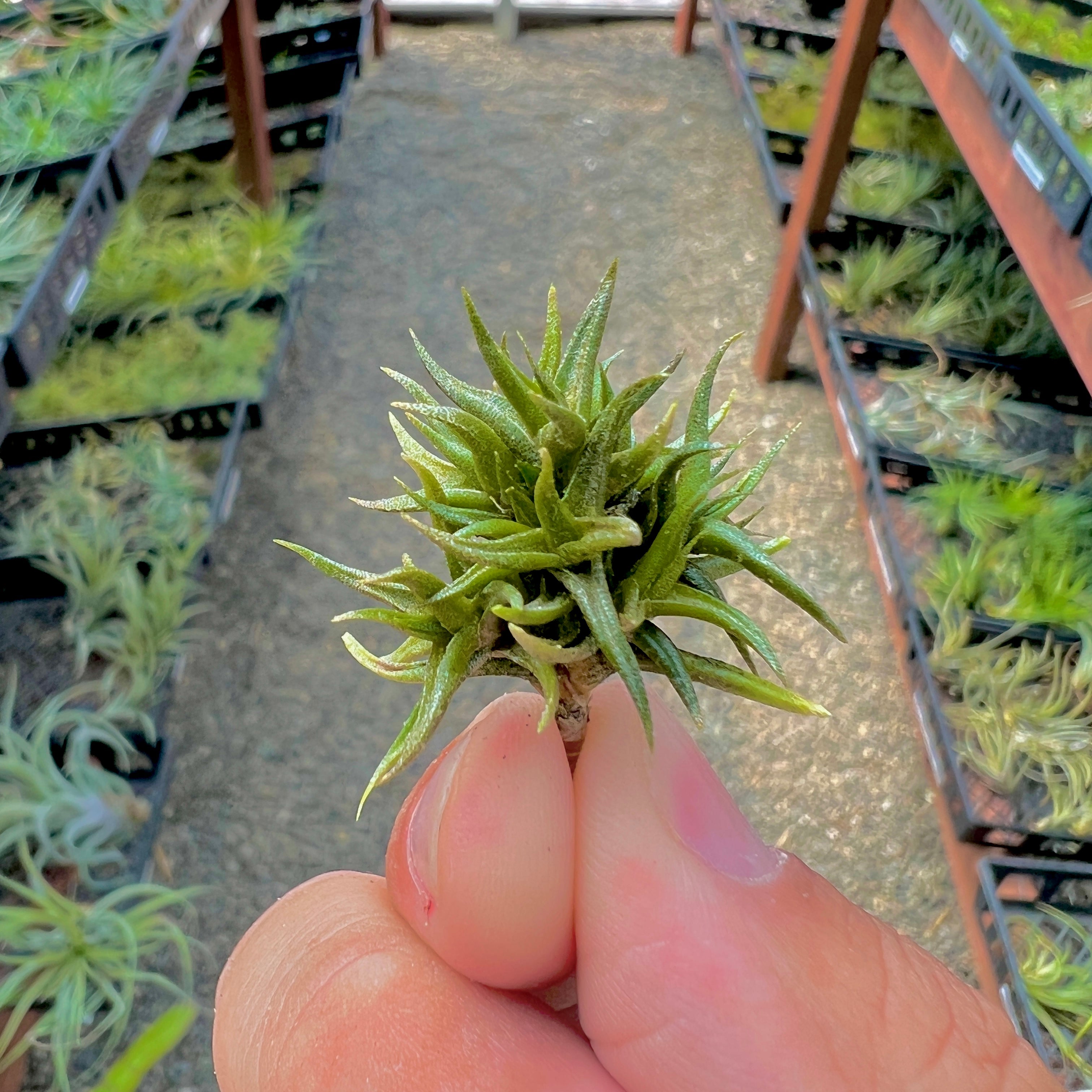 Tillandsia funebris miniature tiny small air plant