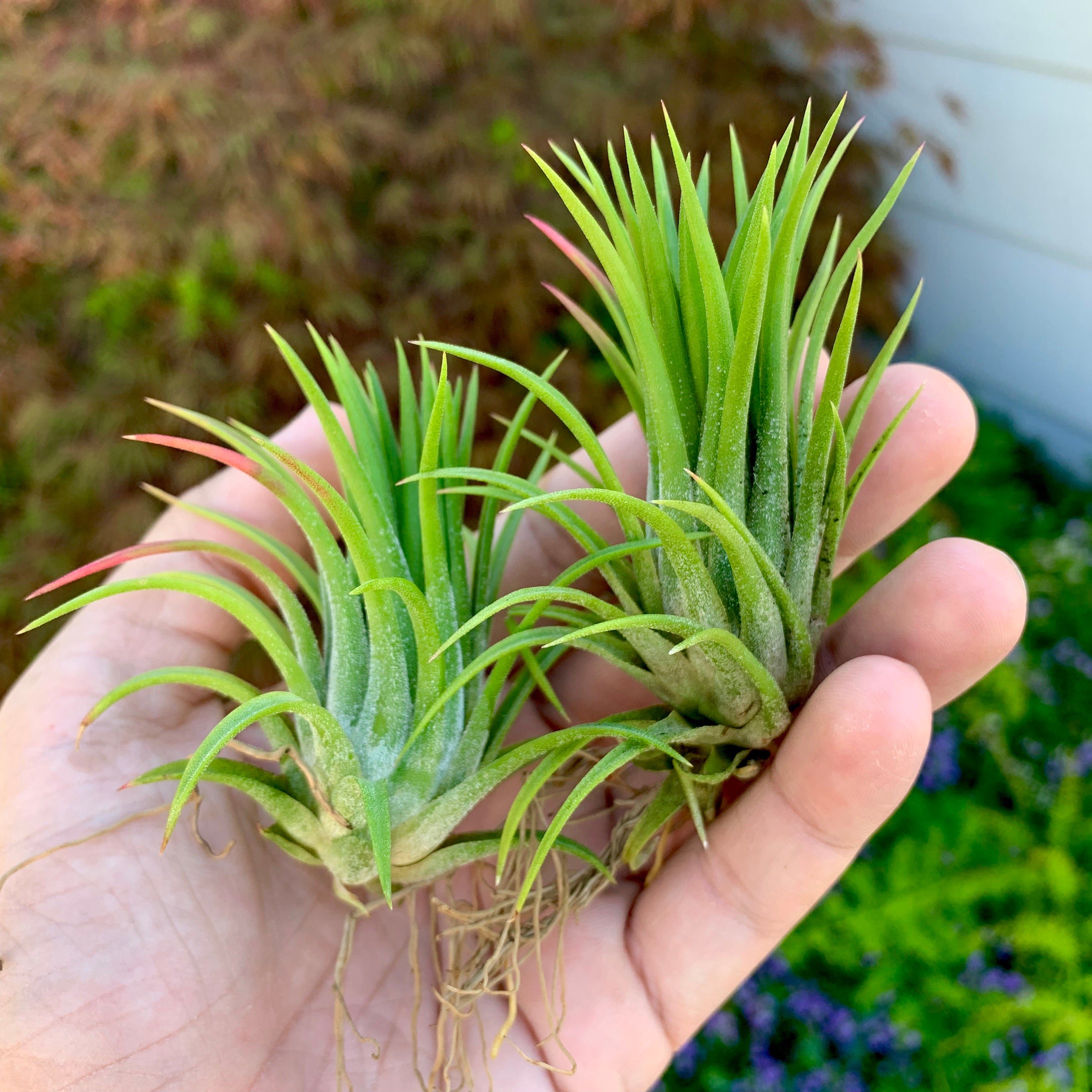 Tillandsia Ionantha Selecta Air Plant