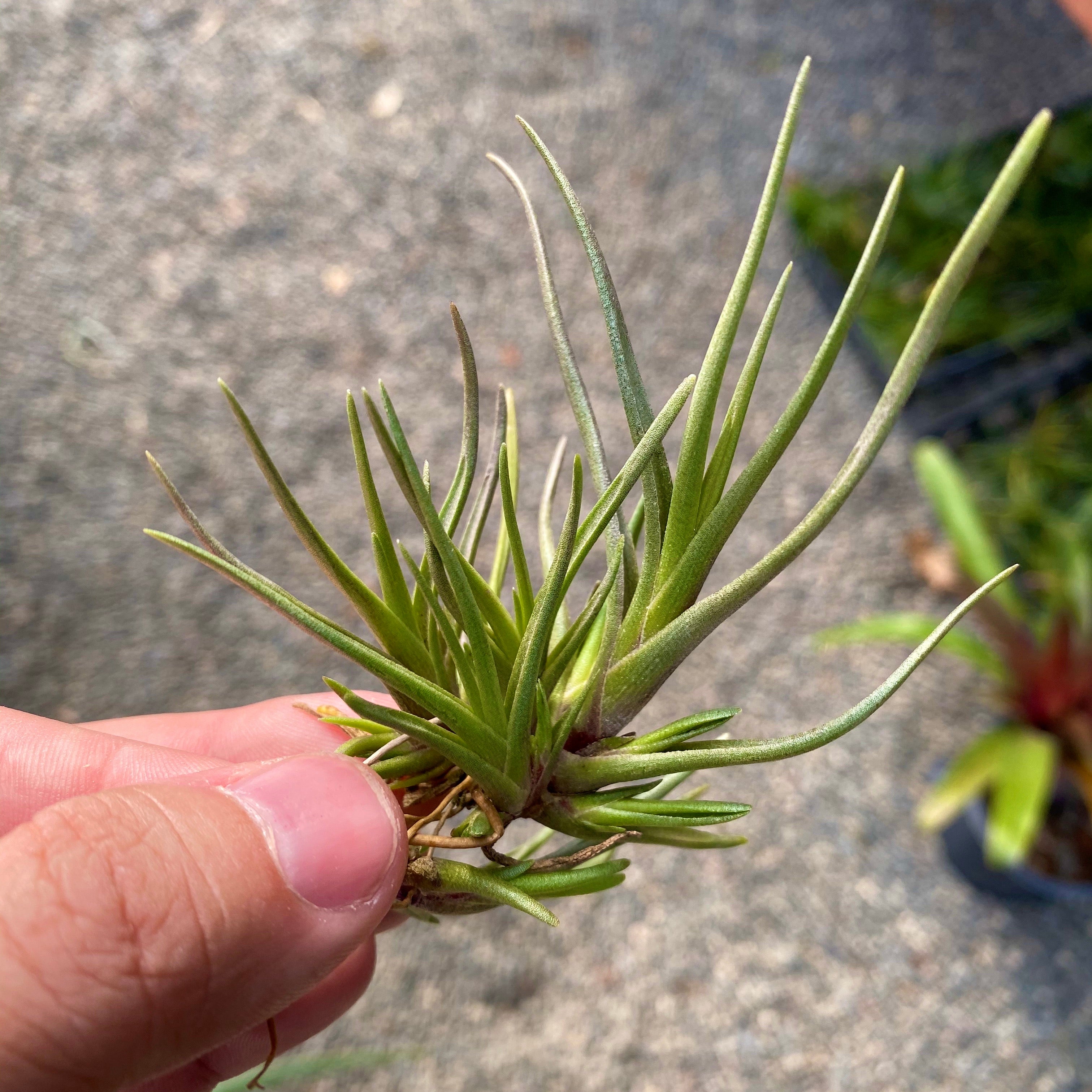 tillandsia albertiana air plant green with pups for sale