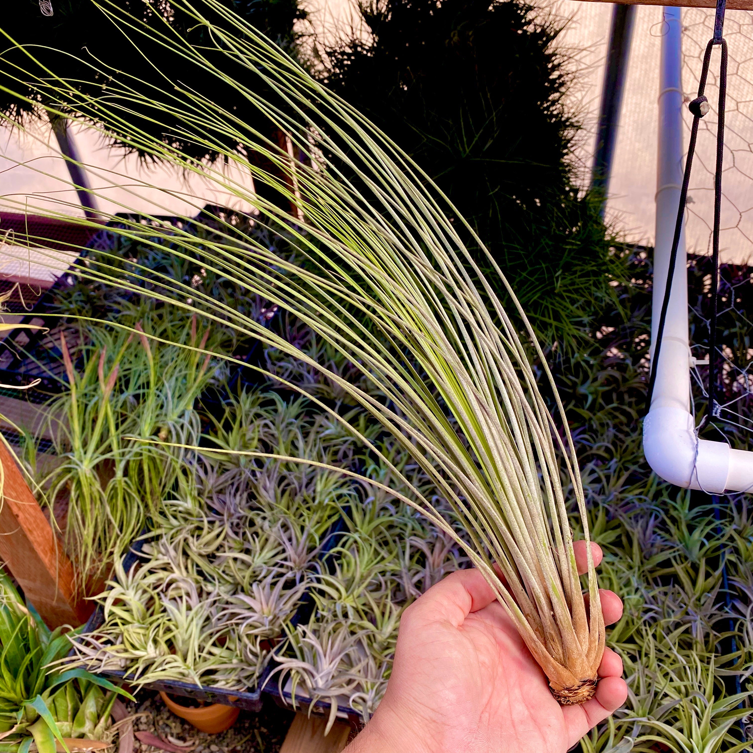 tillandsia juncea air plant Juncea , (Tall Grassy Air Plant)