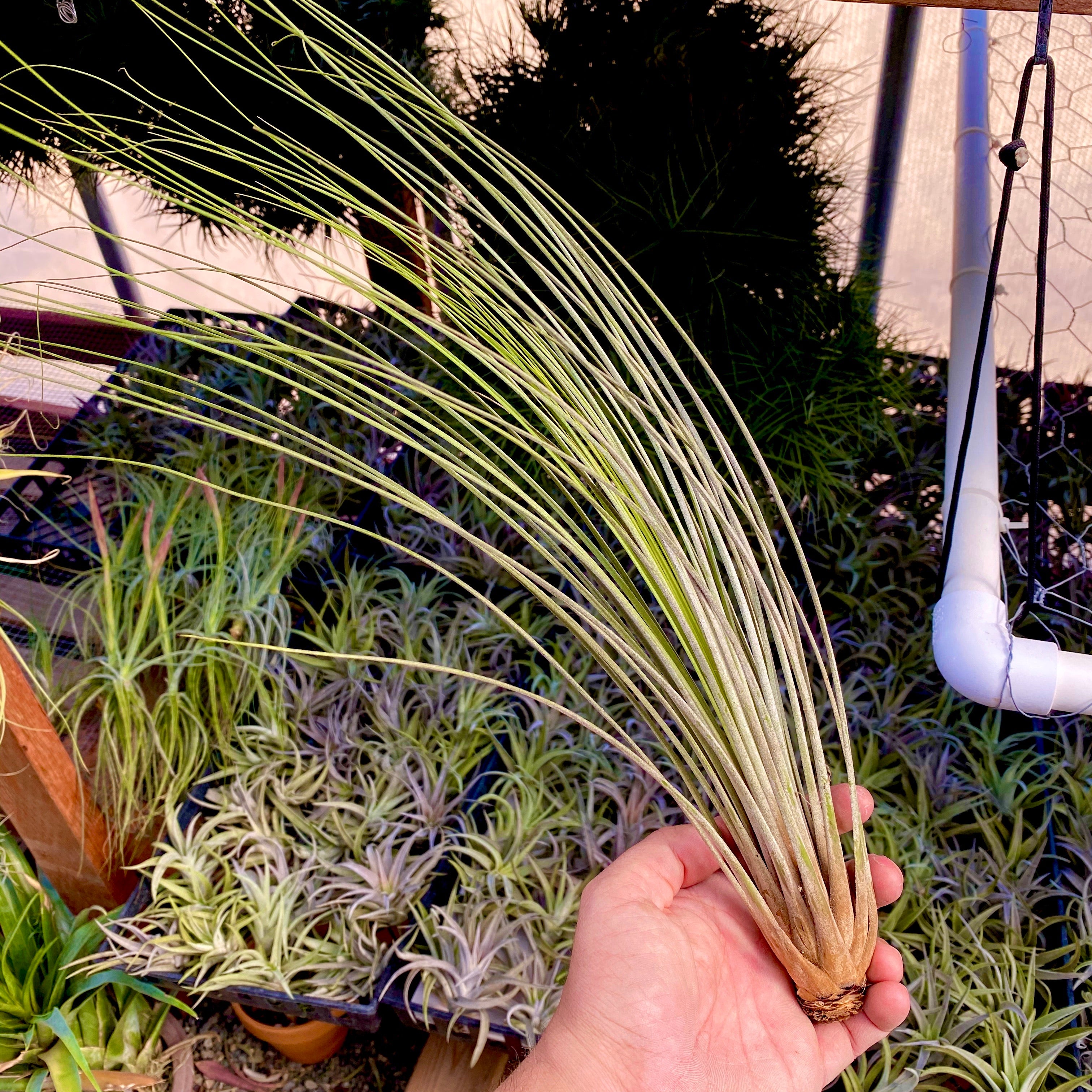 Tillandsia Juncea Air Plant Tall Wispy Vase Houseplant