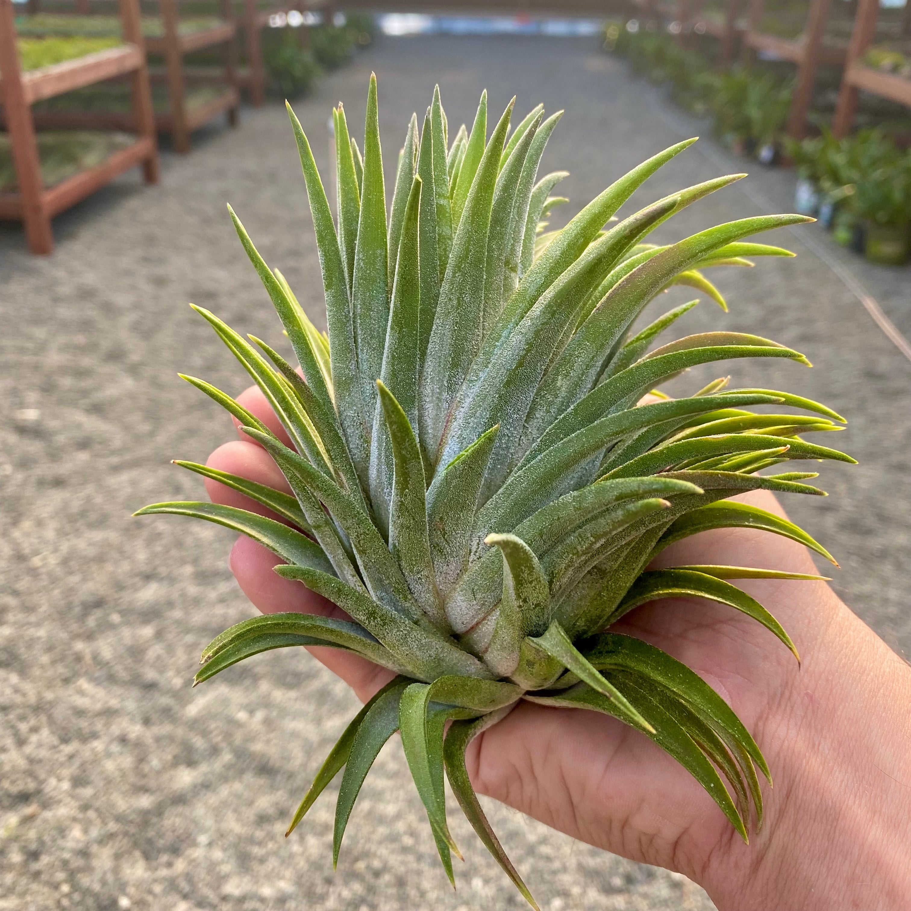 ionantha giant (No ID)