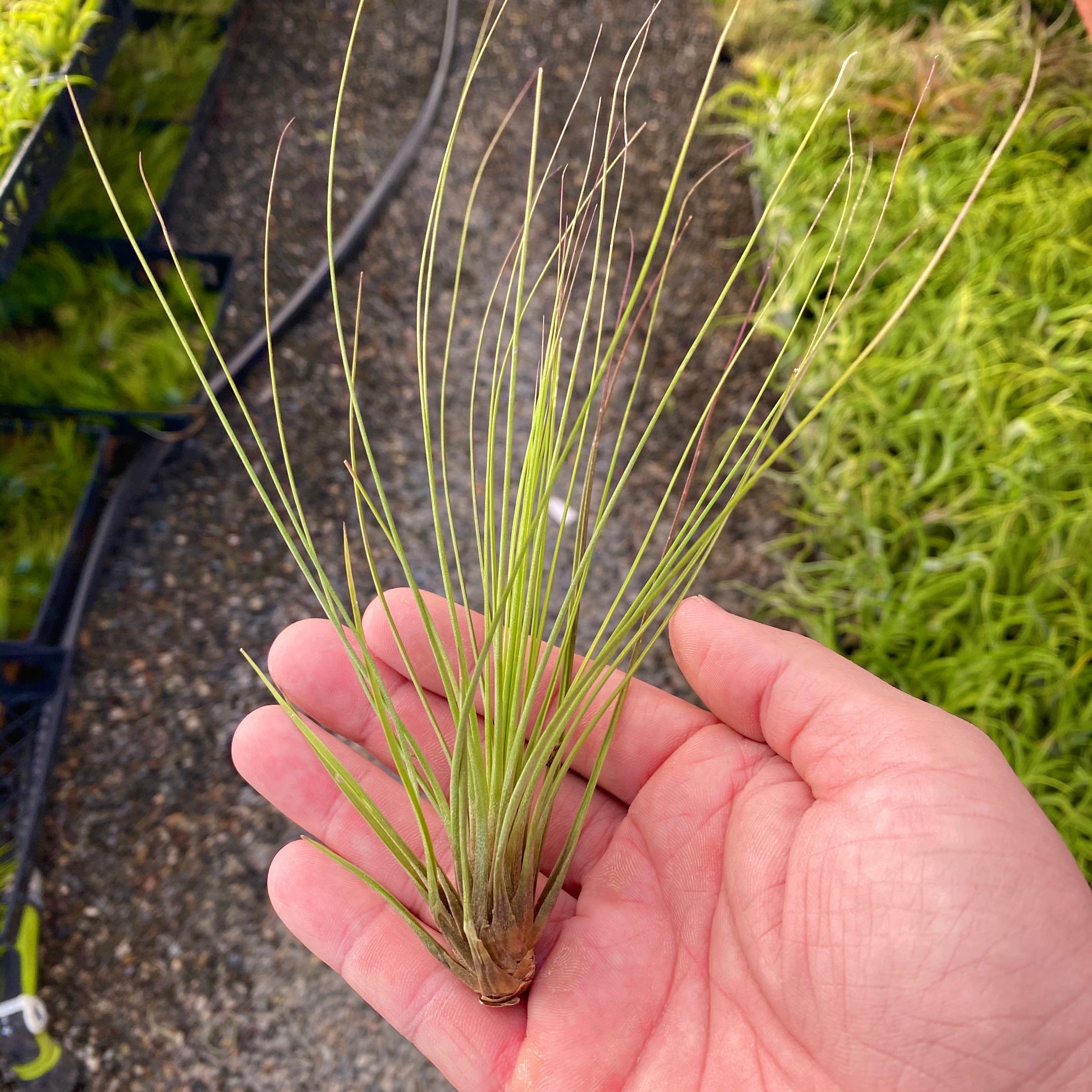 ジュンシフォリア<br>ディスプレイの背景に最適な植物です。