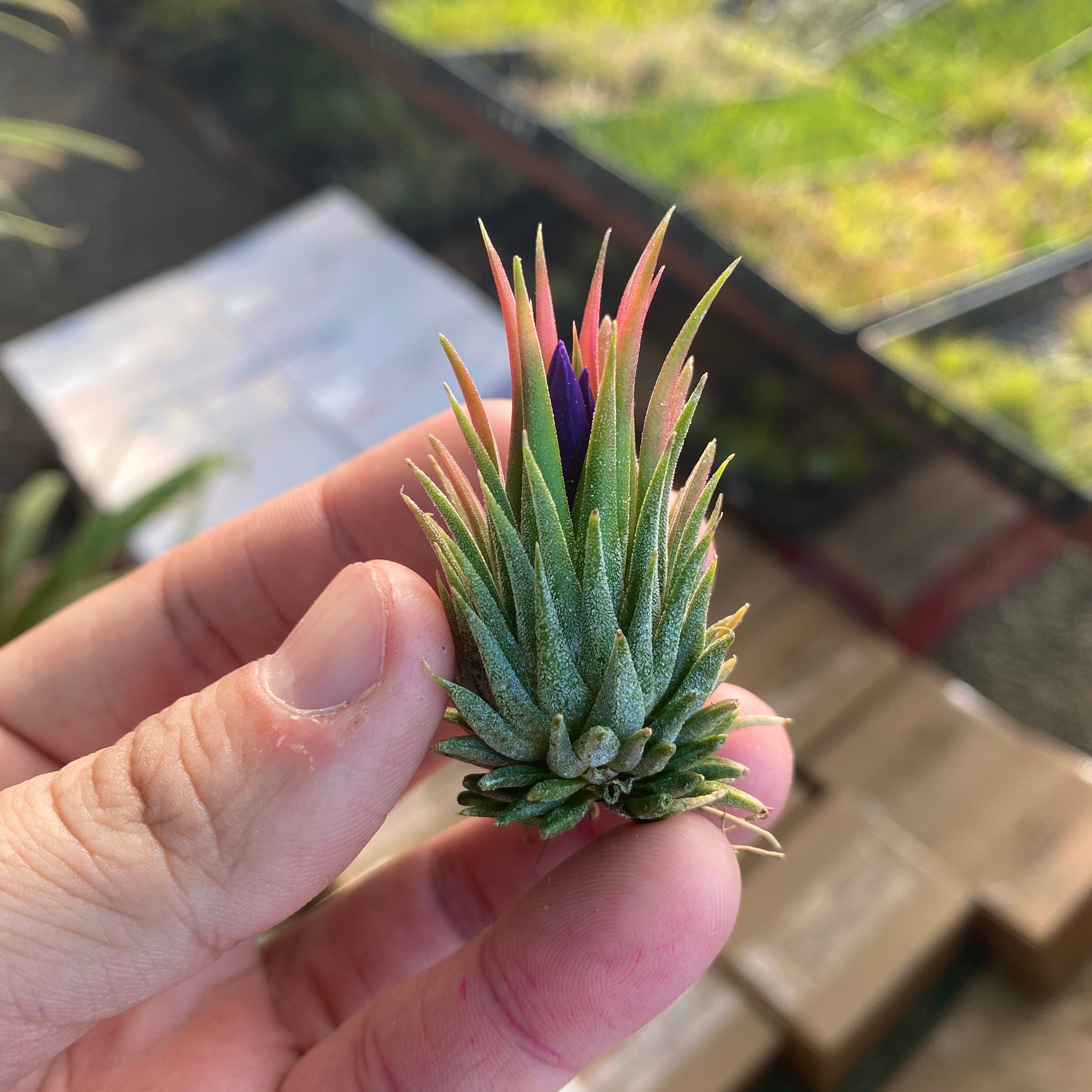 Tillandsia Ionantha Peanut Air Plant Small Tiny Houseplant For Sale