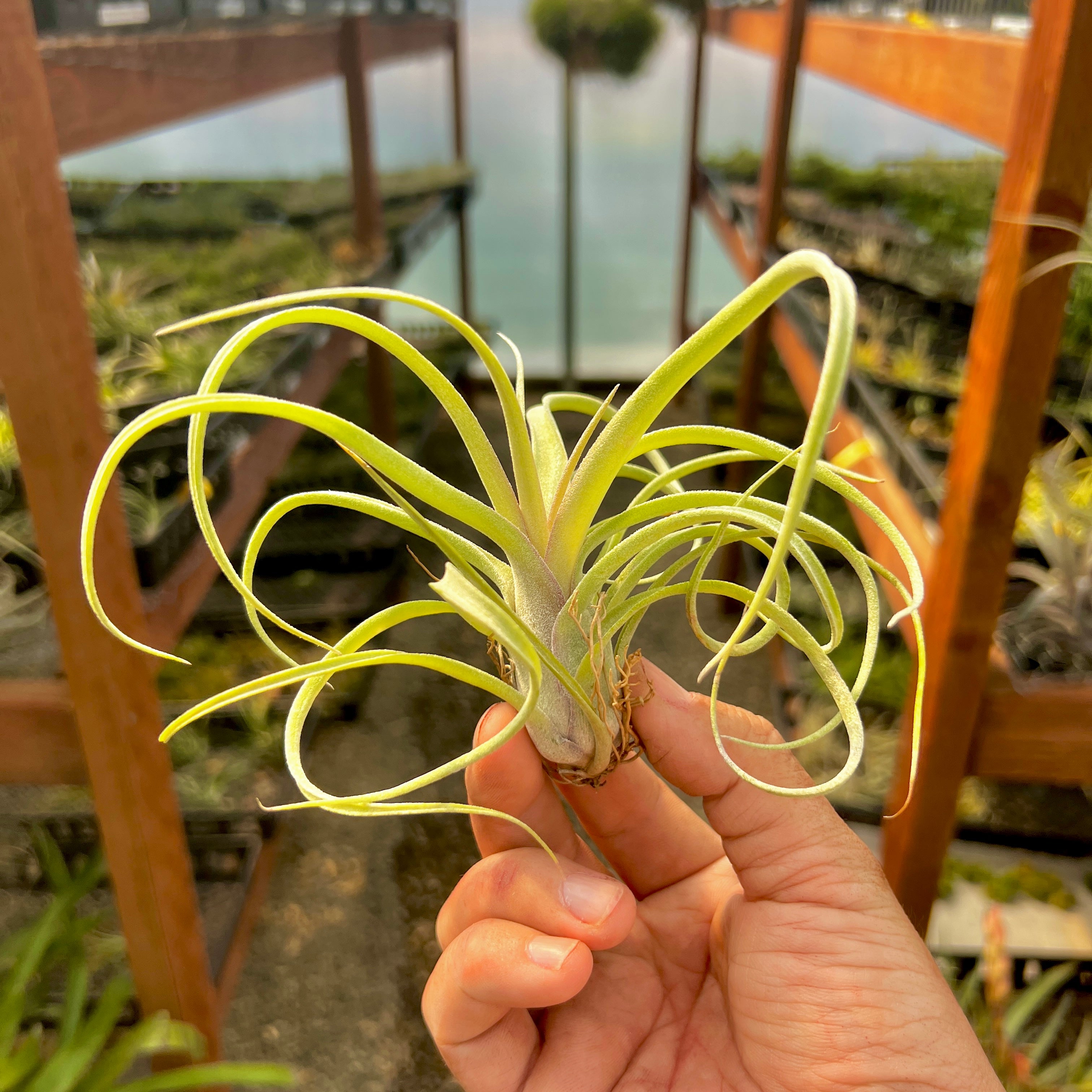 baileyi air plant Sidewinder (baileyi x streptophylla)
