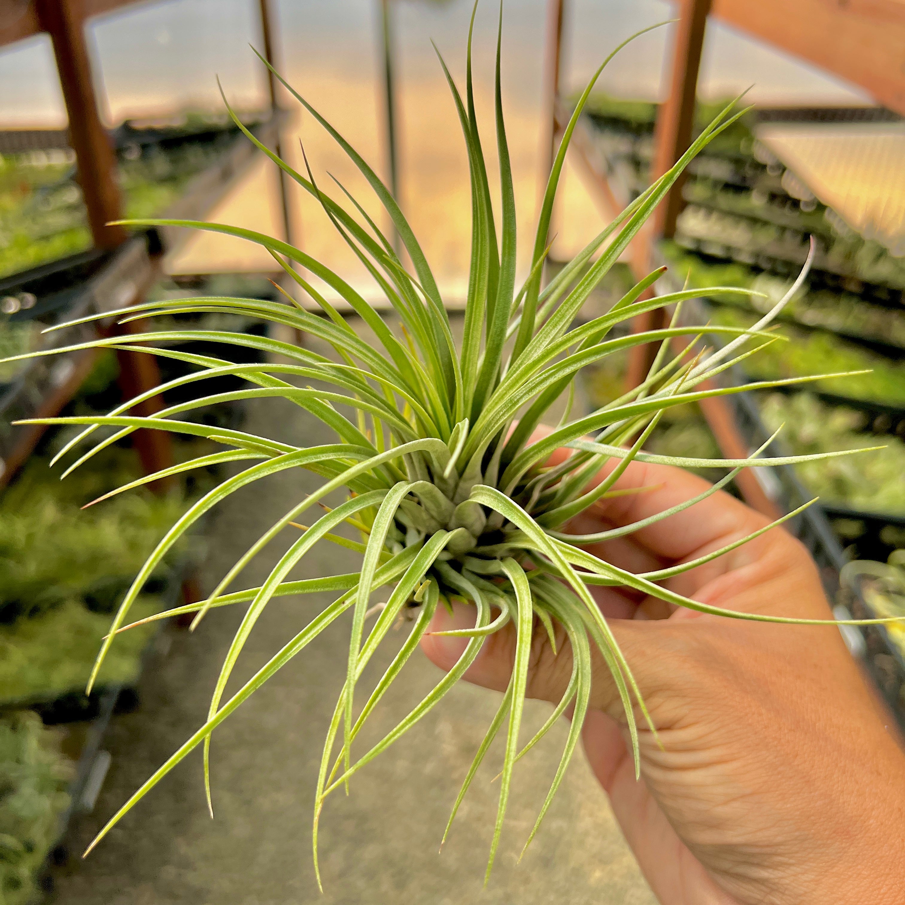 Tillandsia Socialis Rare Air Plant Houseplant For Home Office