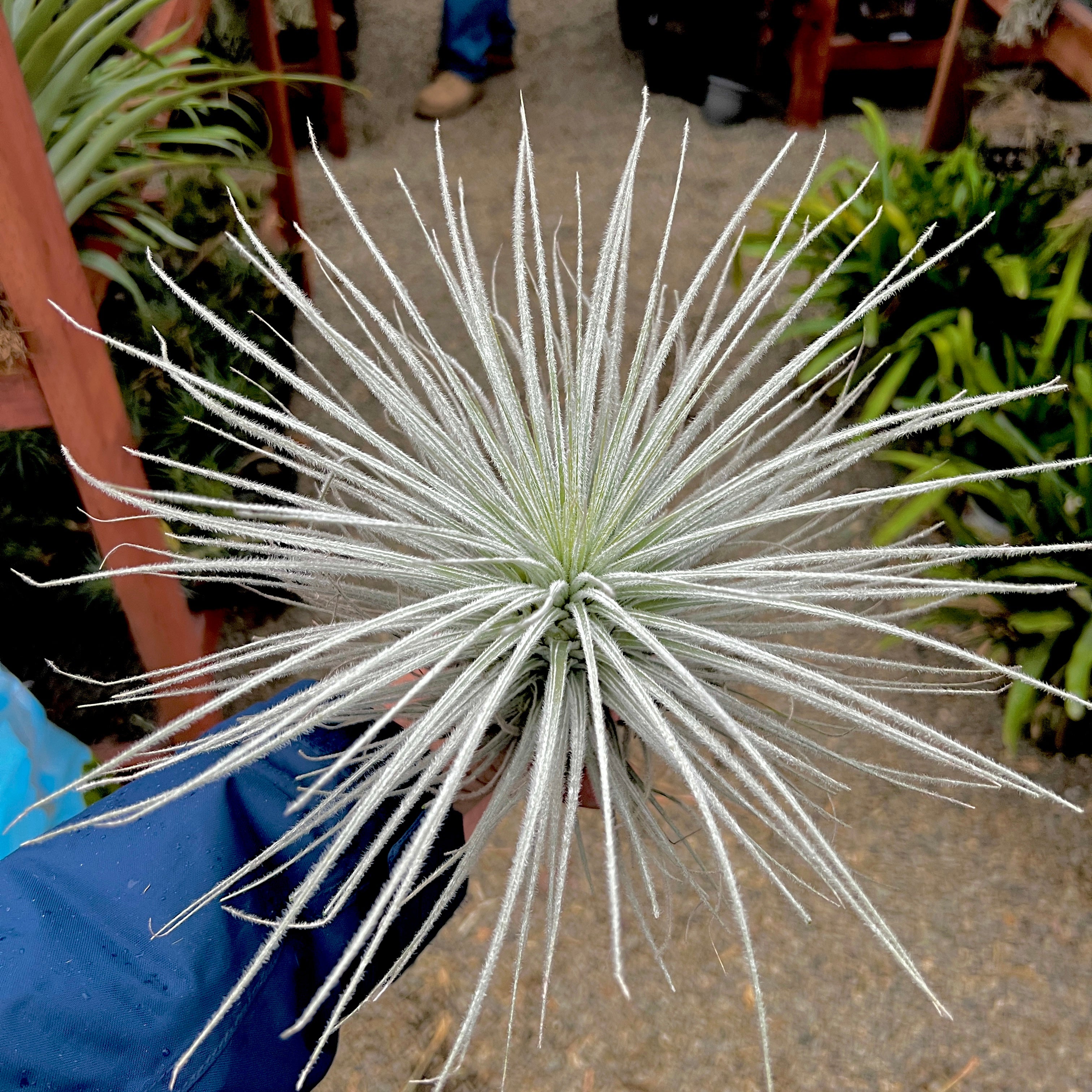 Tectorum Peru XXL