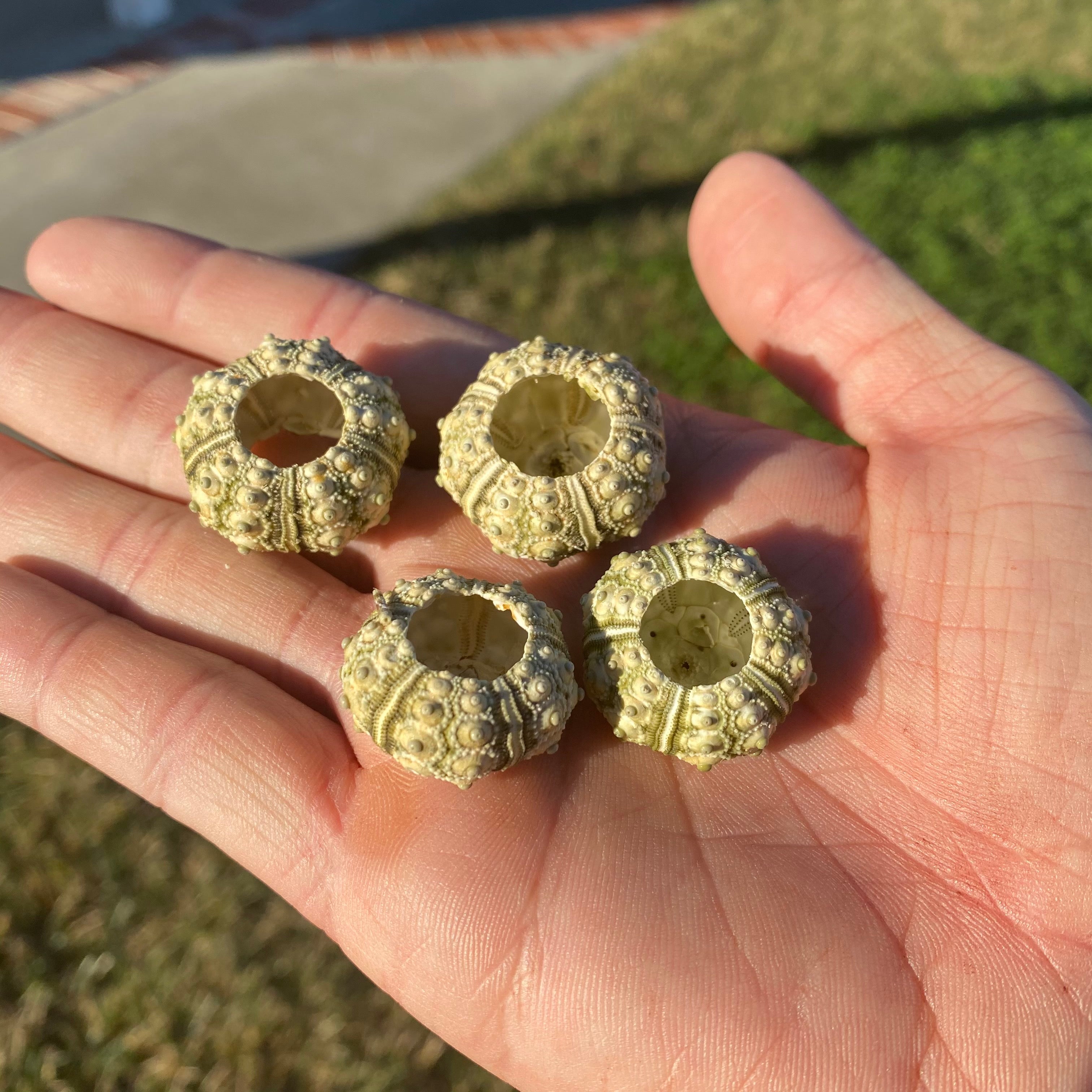 Green Sputnik Sea Urchin Shell Tiny Miniature Display