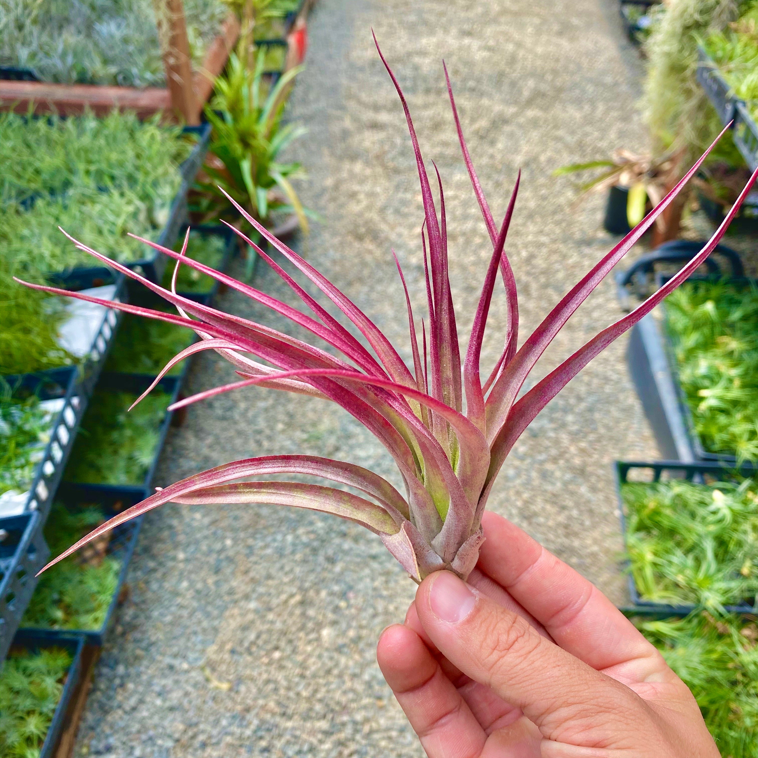 Brachycaulos