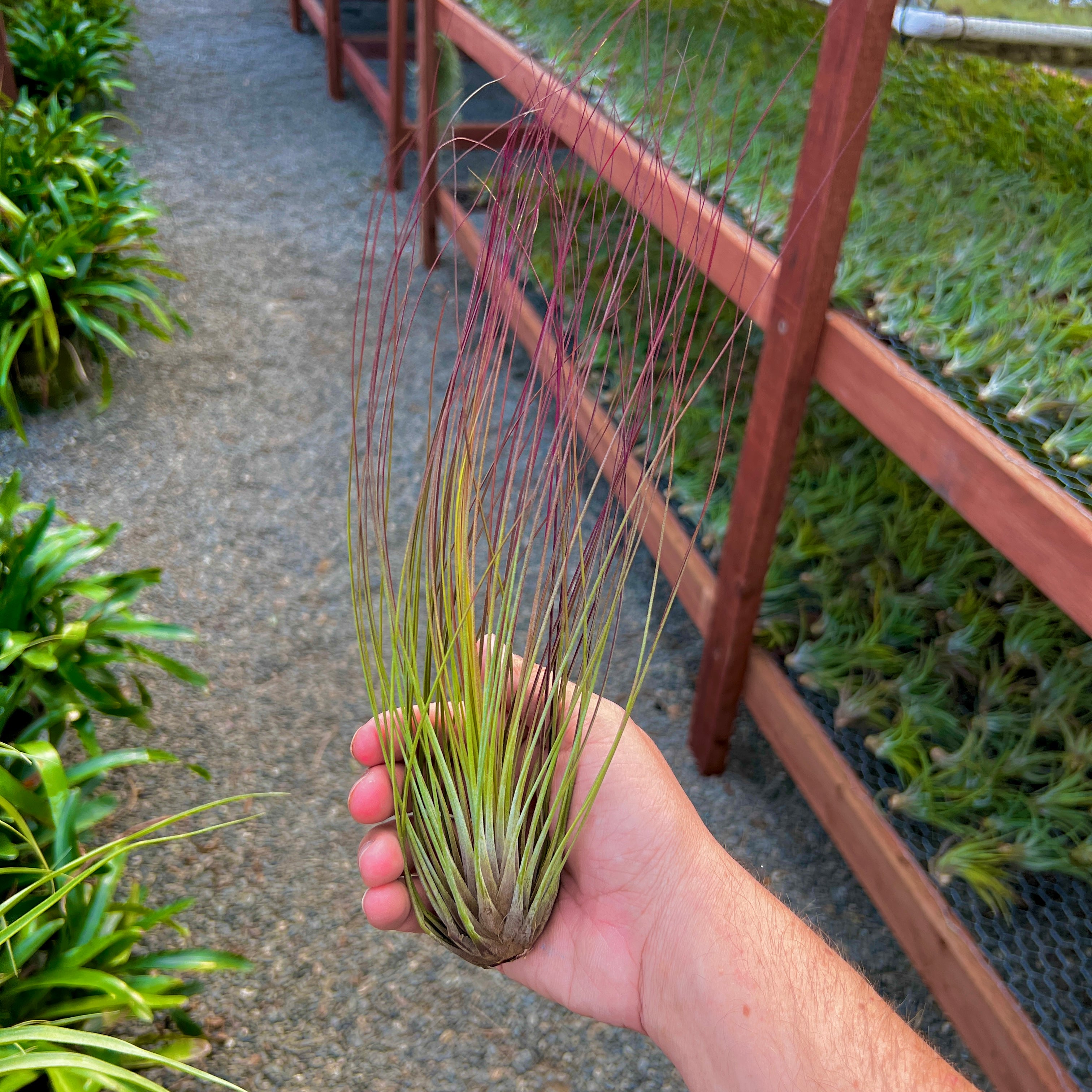 ジュンシフォリア<br>ディスプレイの背景に最適な植物です。