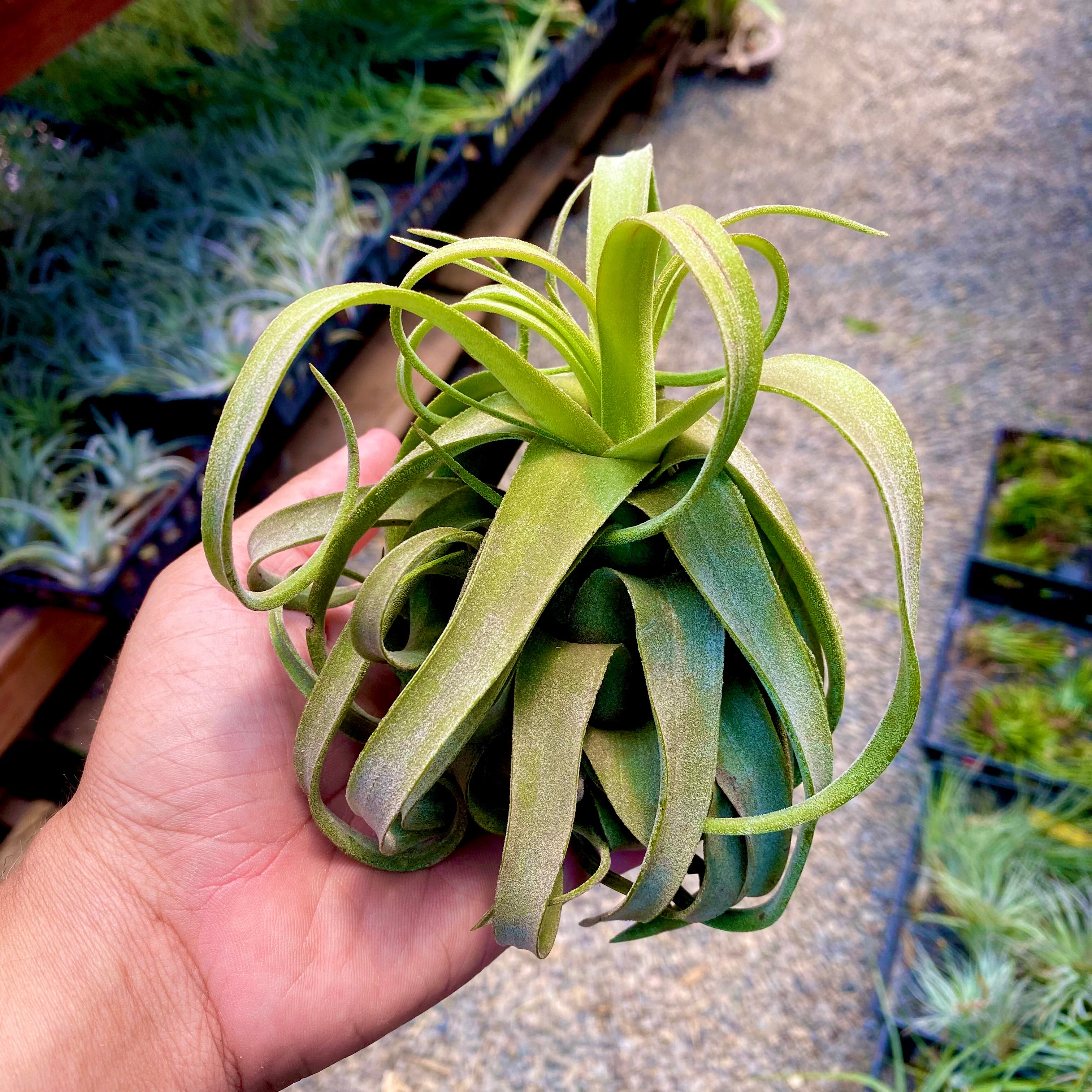 Wholesale Streptophylla  Medium <br> (Minimum Order 3)