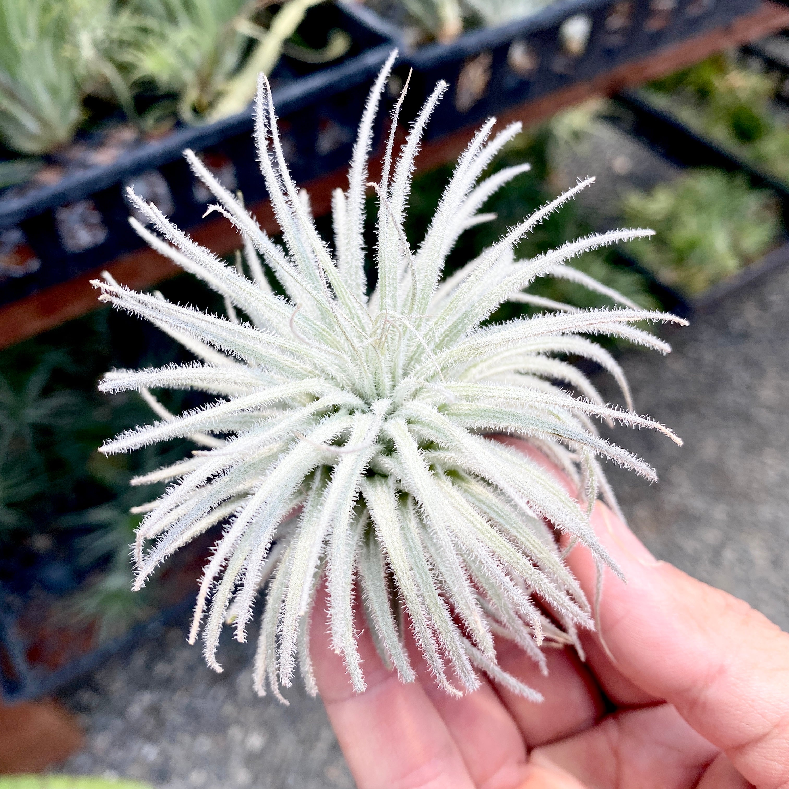 Tillandsia Tectorum Snow Air Plant Fuzzy Trichome wedding bouquet plant, floral design, living wall