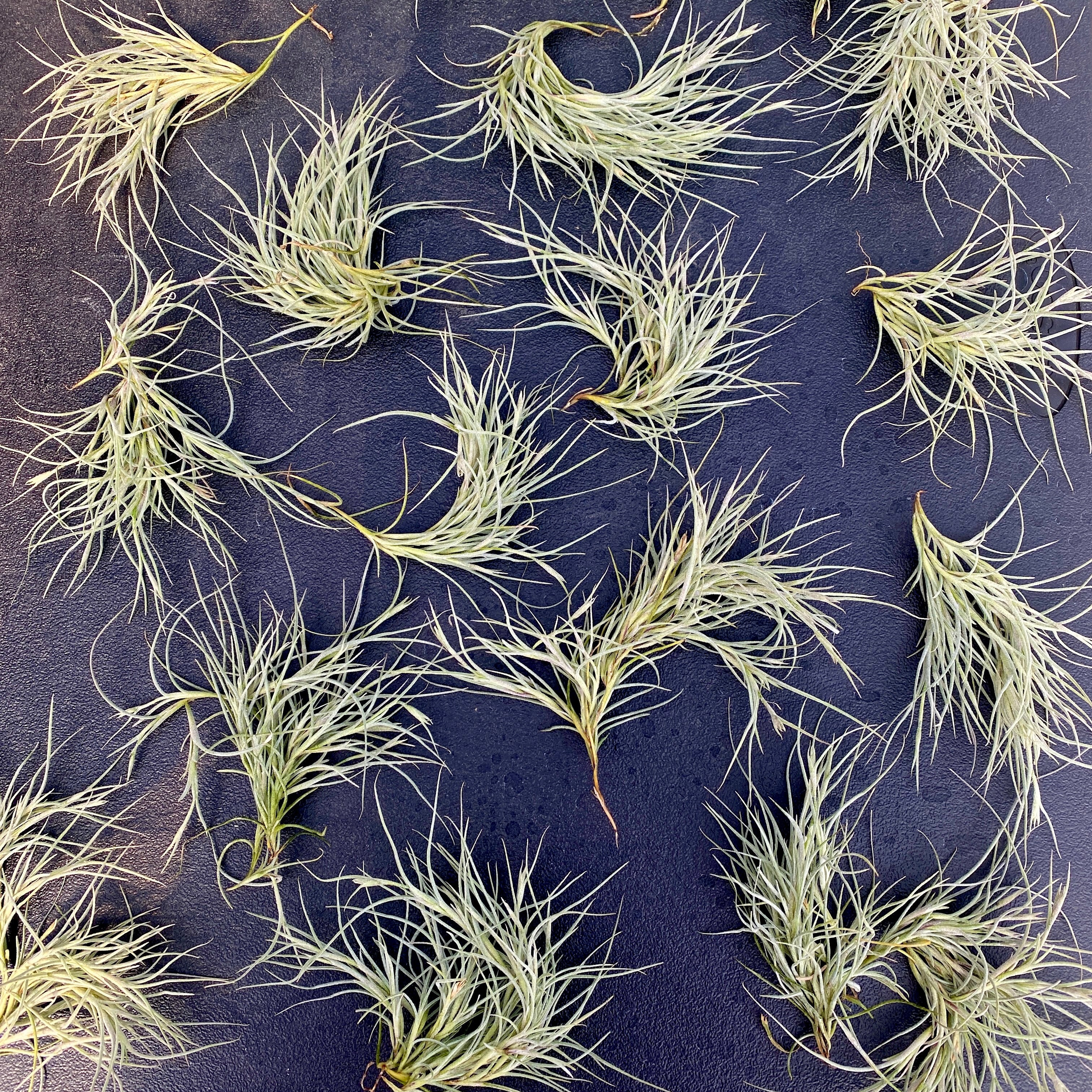 Kimberly (Recurvata X Usneoides) Clump