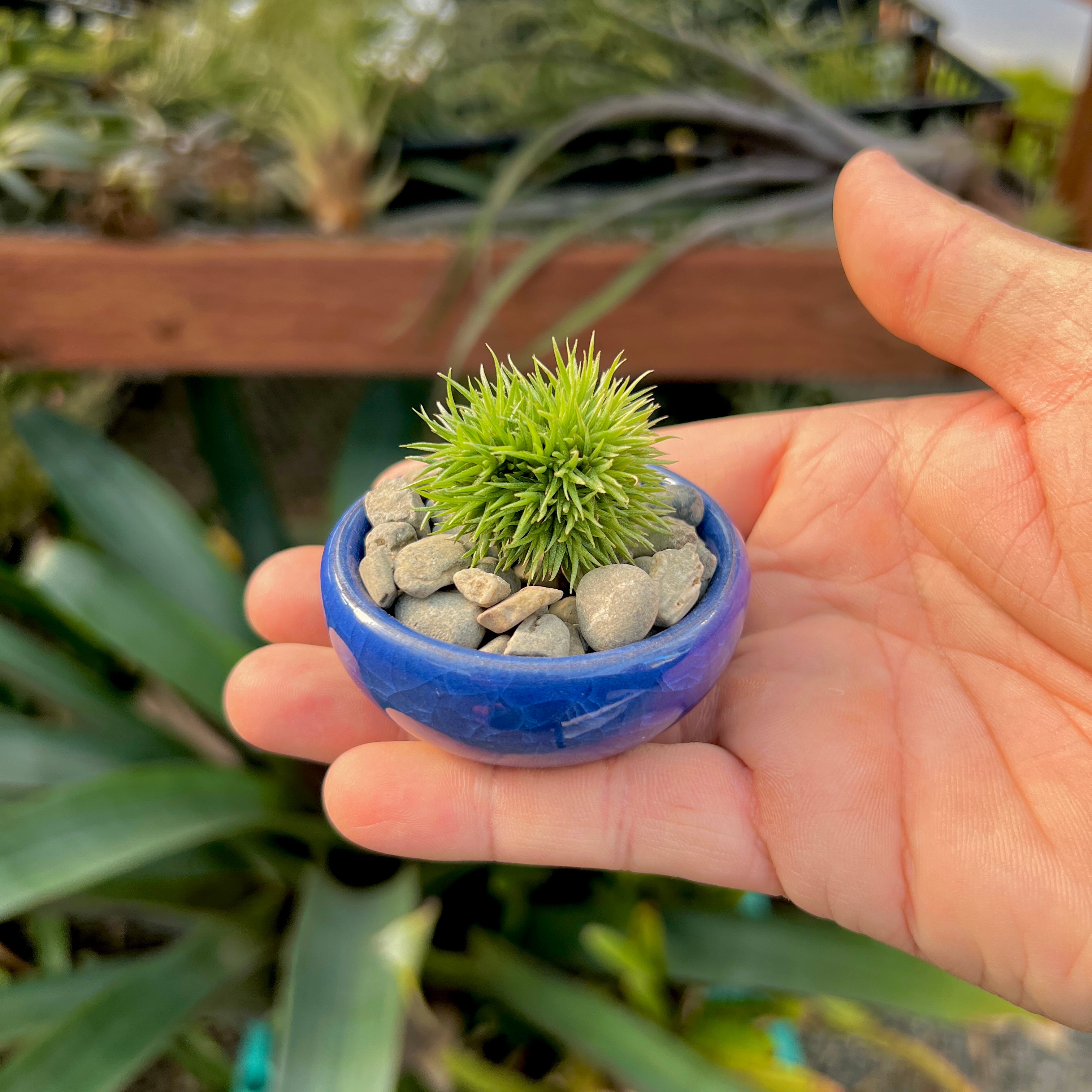 Ice Glazed Ceramic Mini Air Plant Holder