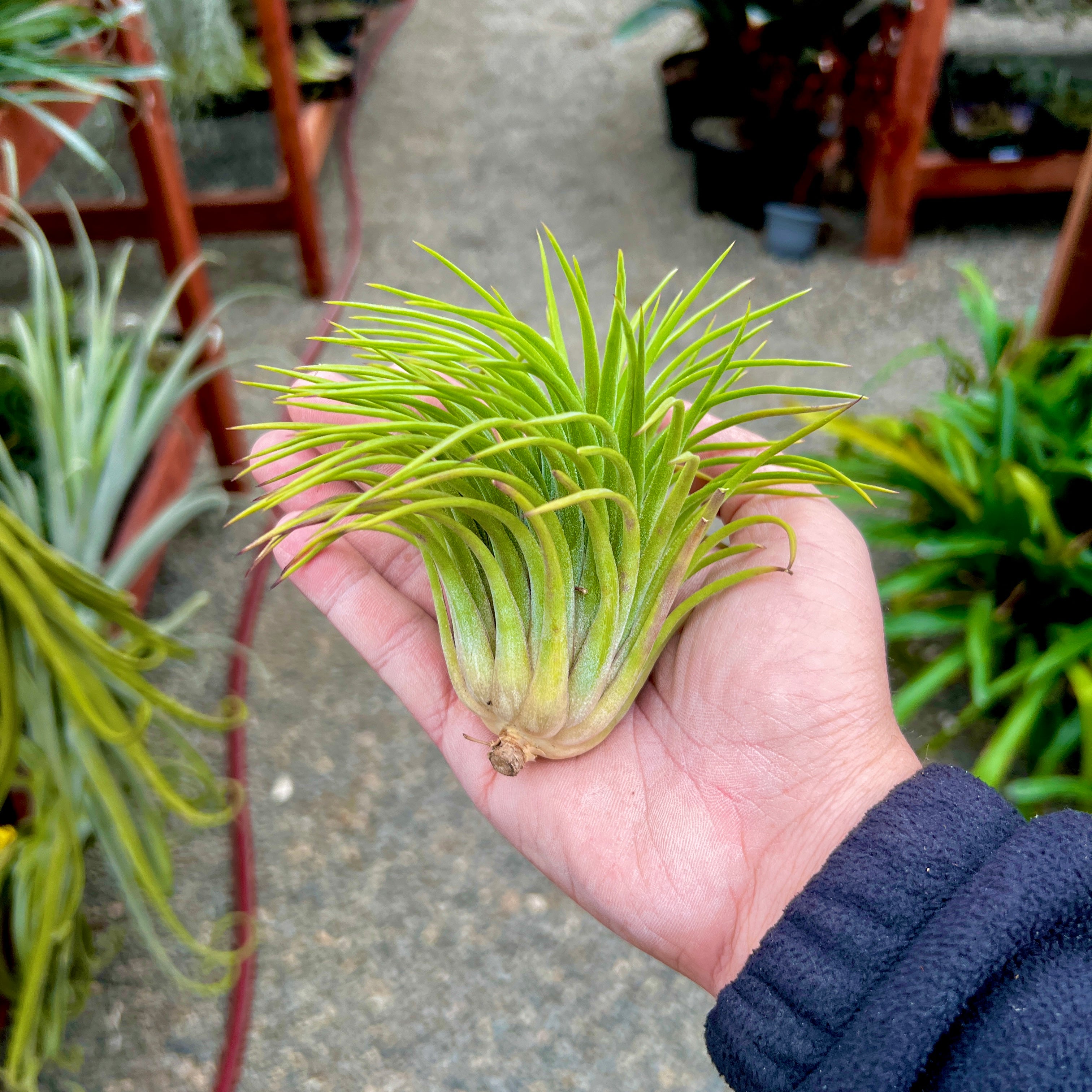 Tillandsia Ionantha Rubra Air Plant Colorful Houseplant For Sale