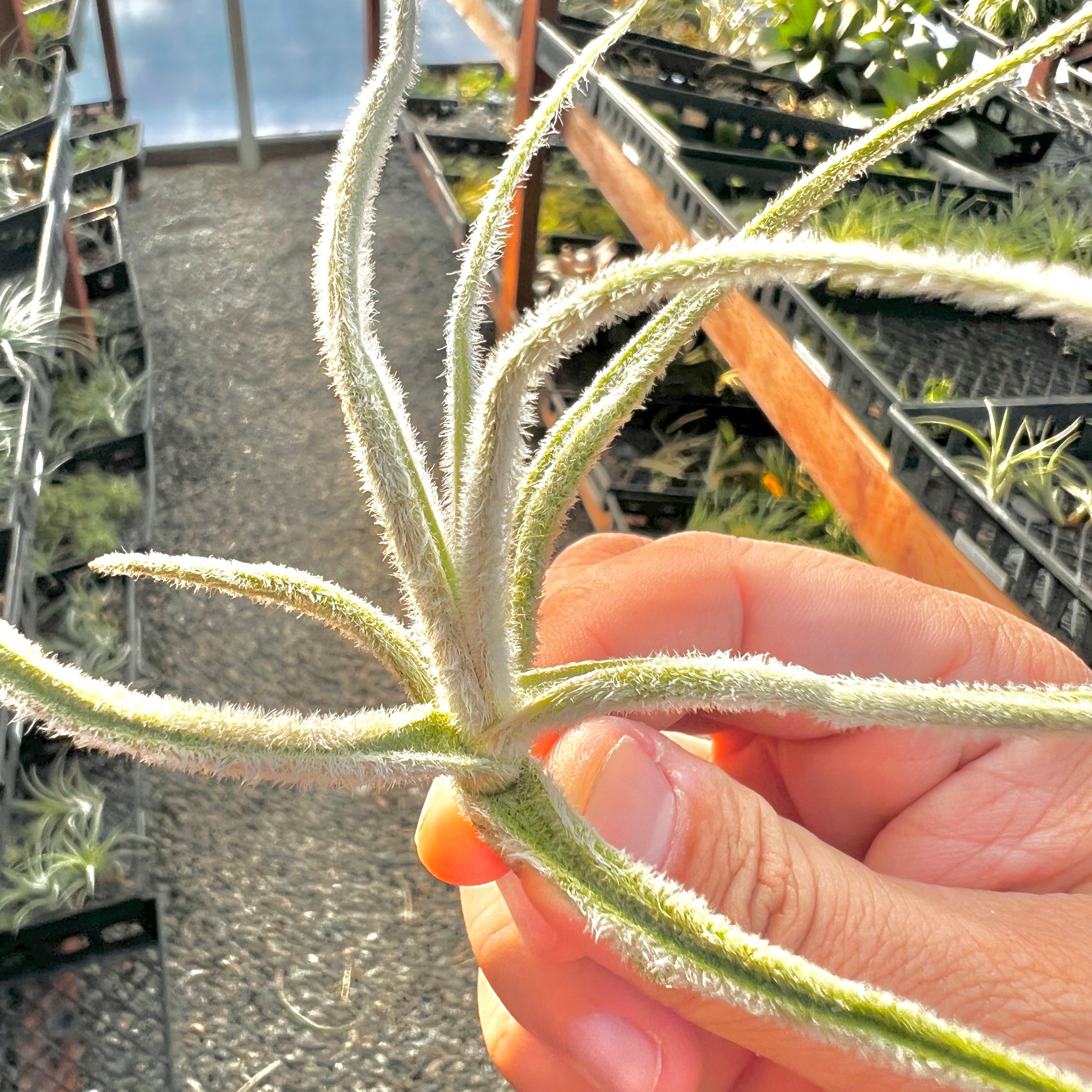 Graomogolensis Tillandsia Trichome Dense Air Plant Xeric Dry Conditions