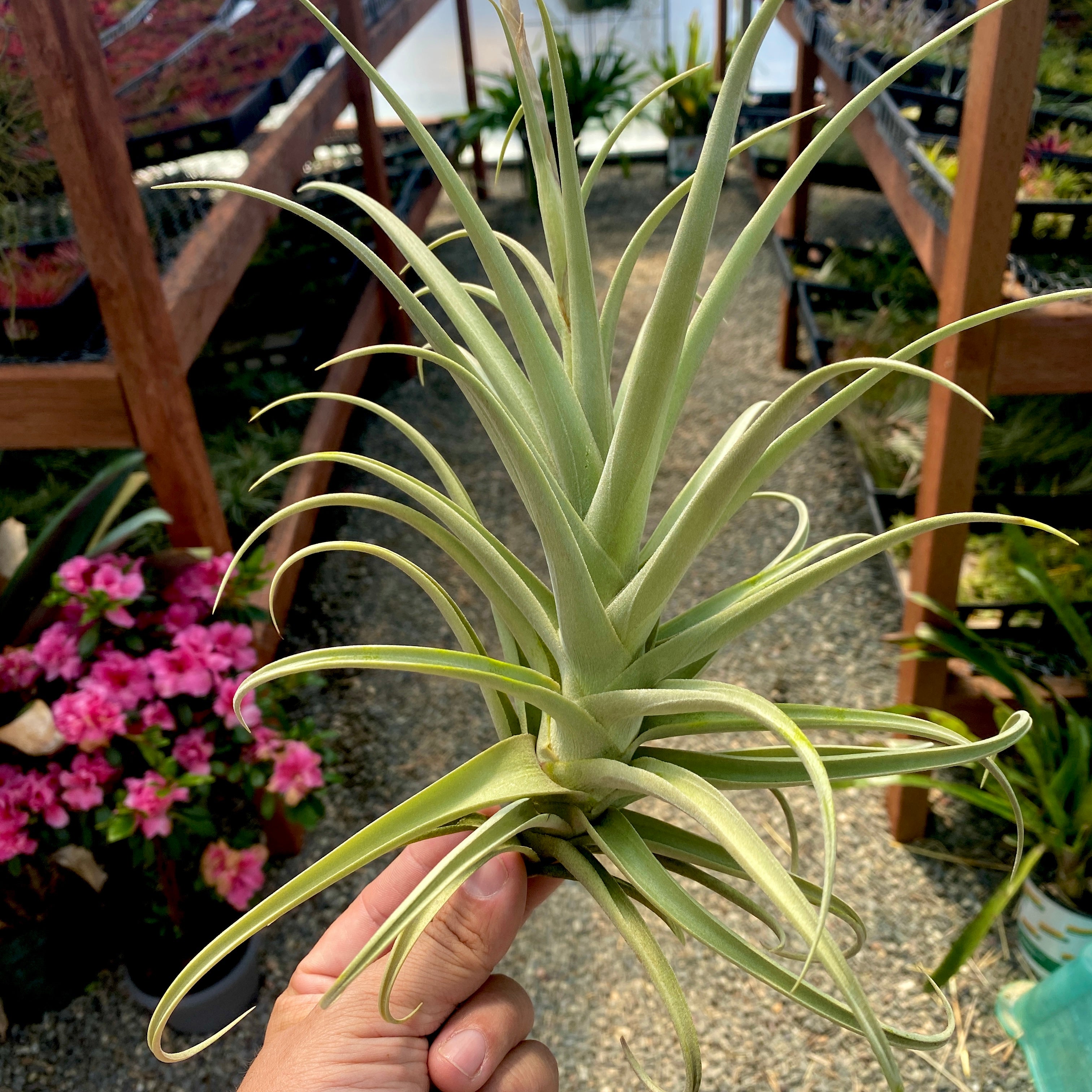 duratii x ixioides rare air plant large tillandsia