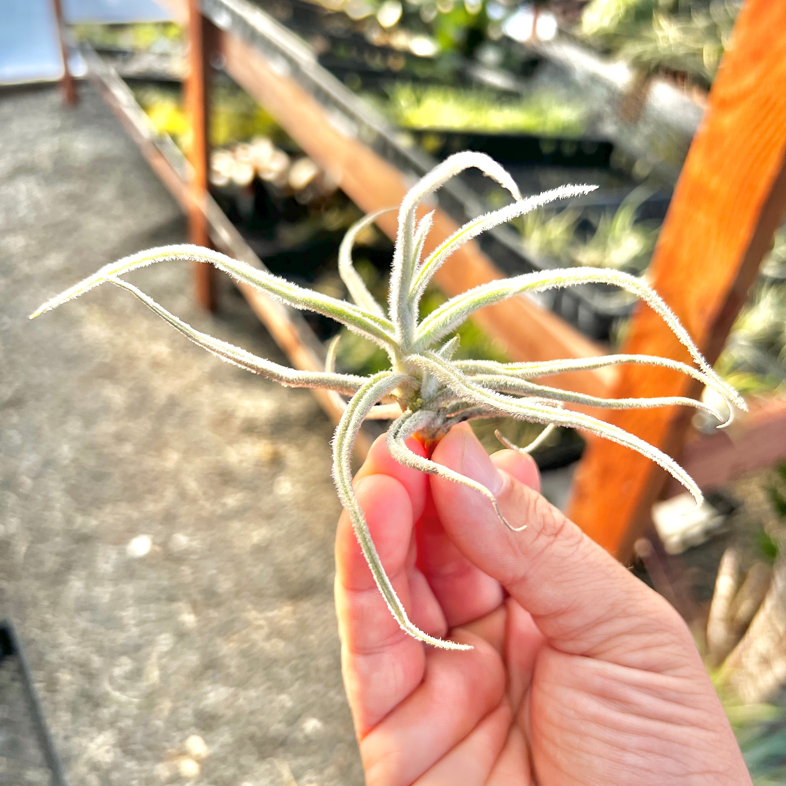 Graomogolensis Tillandsia Trichome Dense Air Plant Xeric Dry Conditions