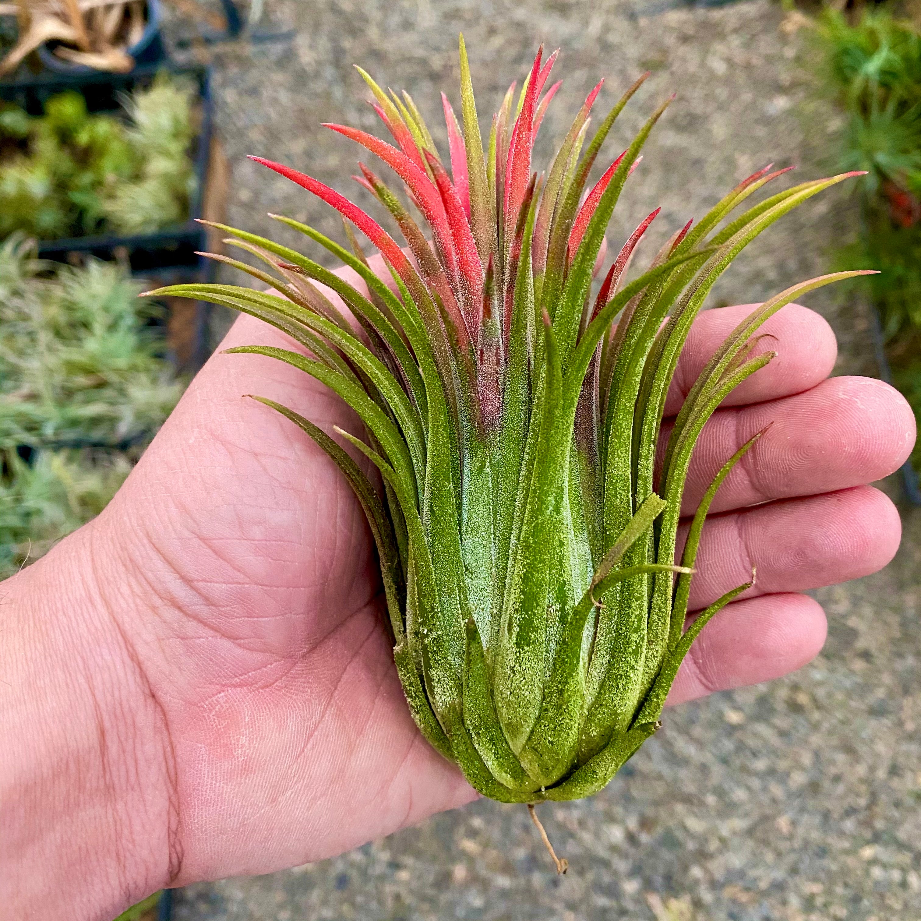 Tillandsia Ionantha Curly Giant Air Plant Large Giant