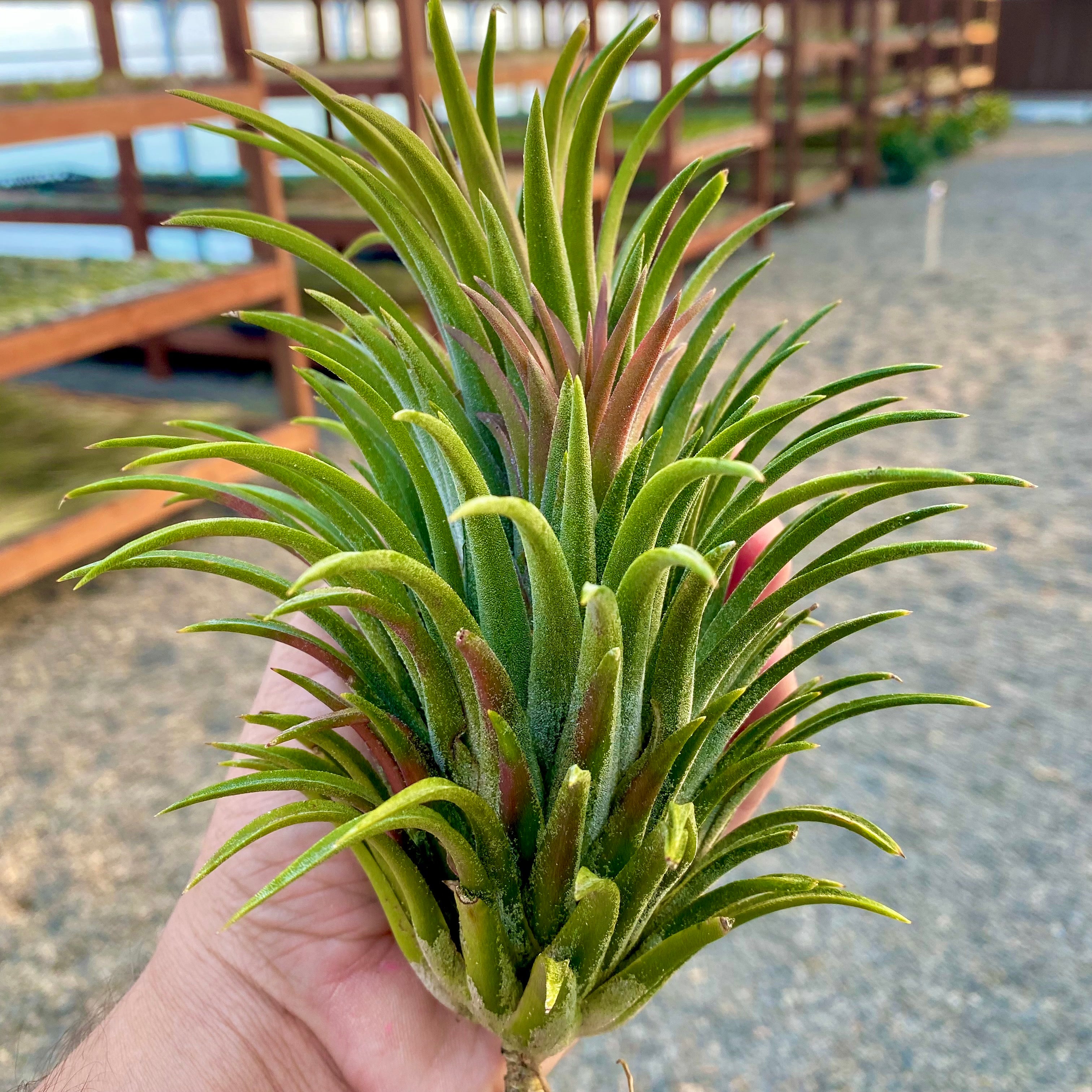 Ionantha Curly Giant XL Selections